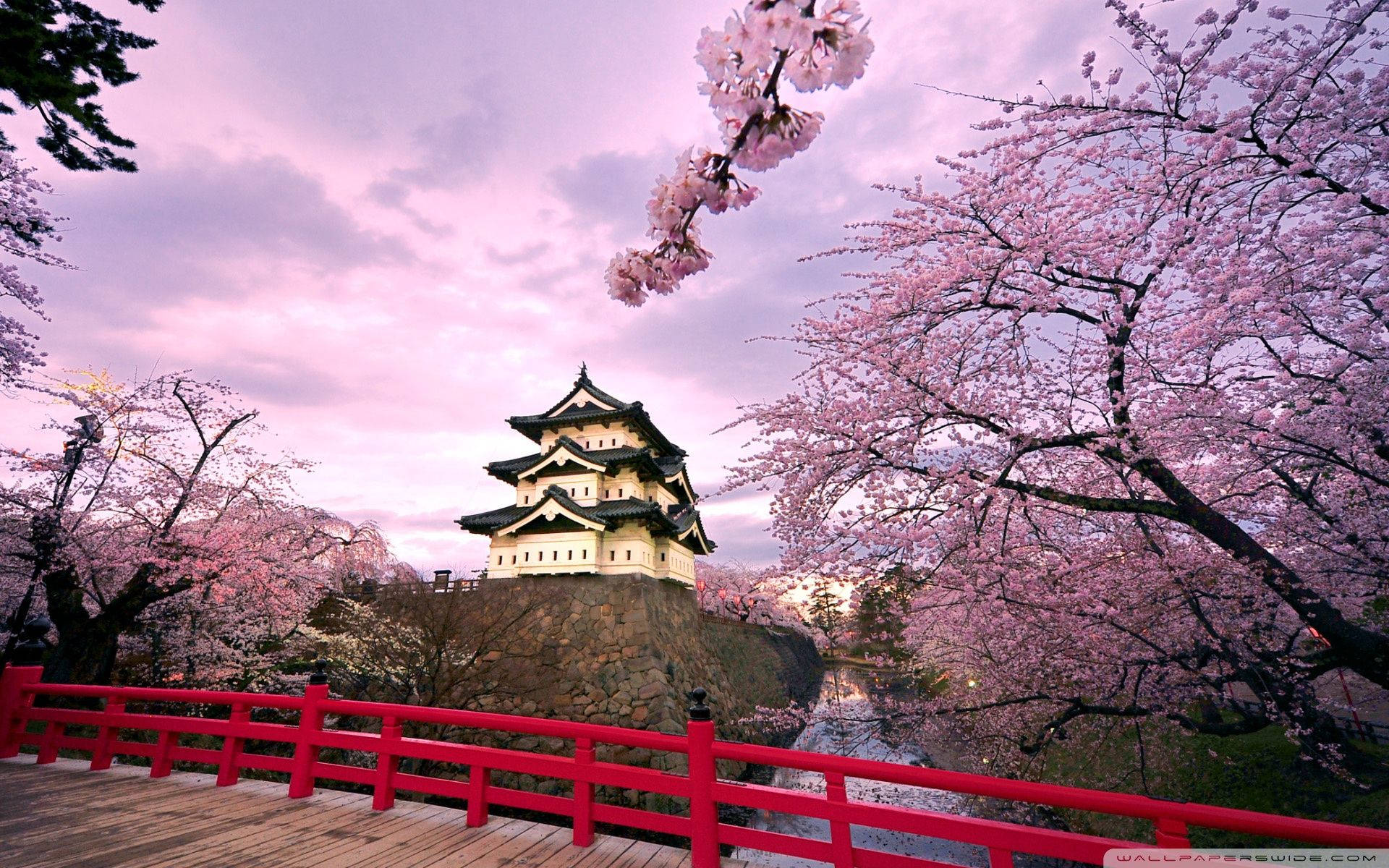 Blossom 桌布 壁紙 — 傳統日本城堡，被盛開的粉紅櫻花環繞，背景是柔和的紫色黃昏天空。