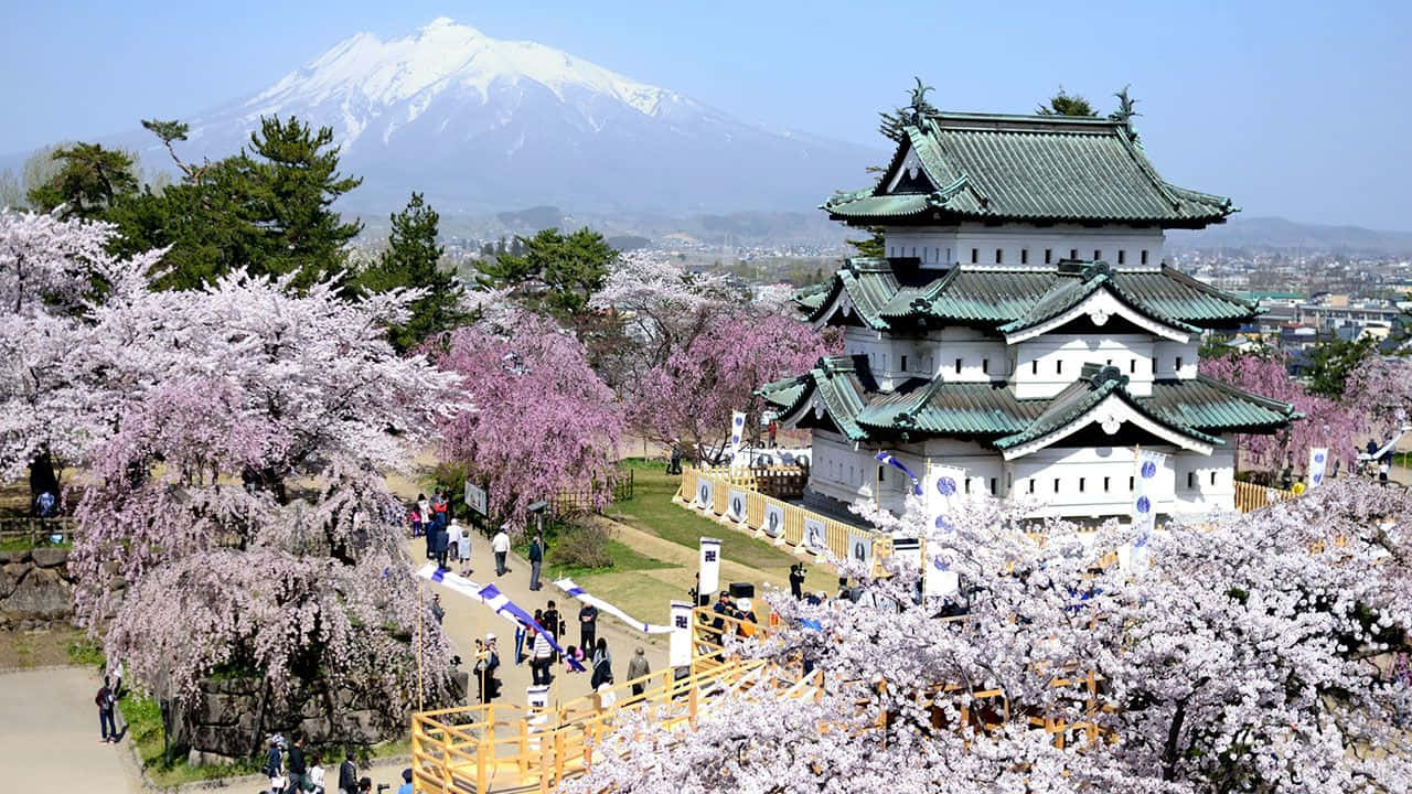 櫻花 桌布 壁紙 — 傳統日本城堡被盛開的櫻花環繞，背景是白雪覆蓋的富士山。