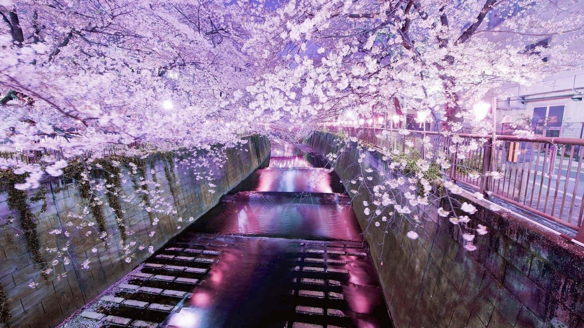 傳統日本寺廟的風景，被大自然鮮豔色彩環繞 壁紙