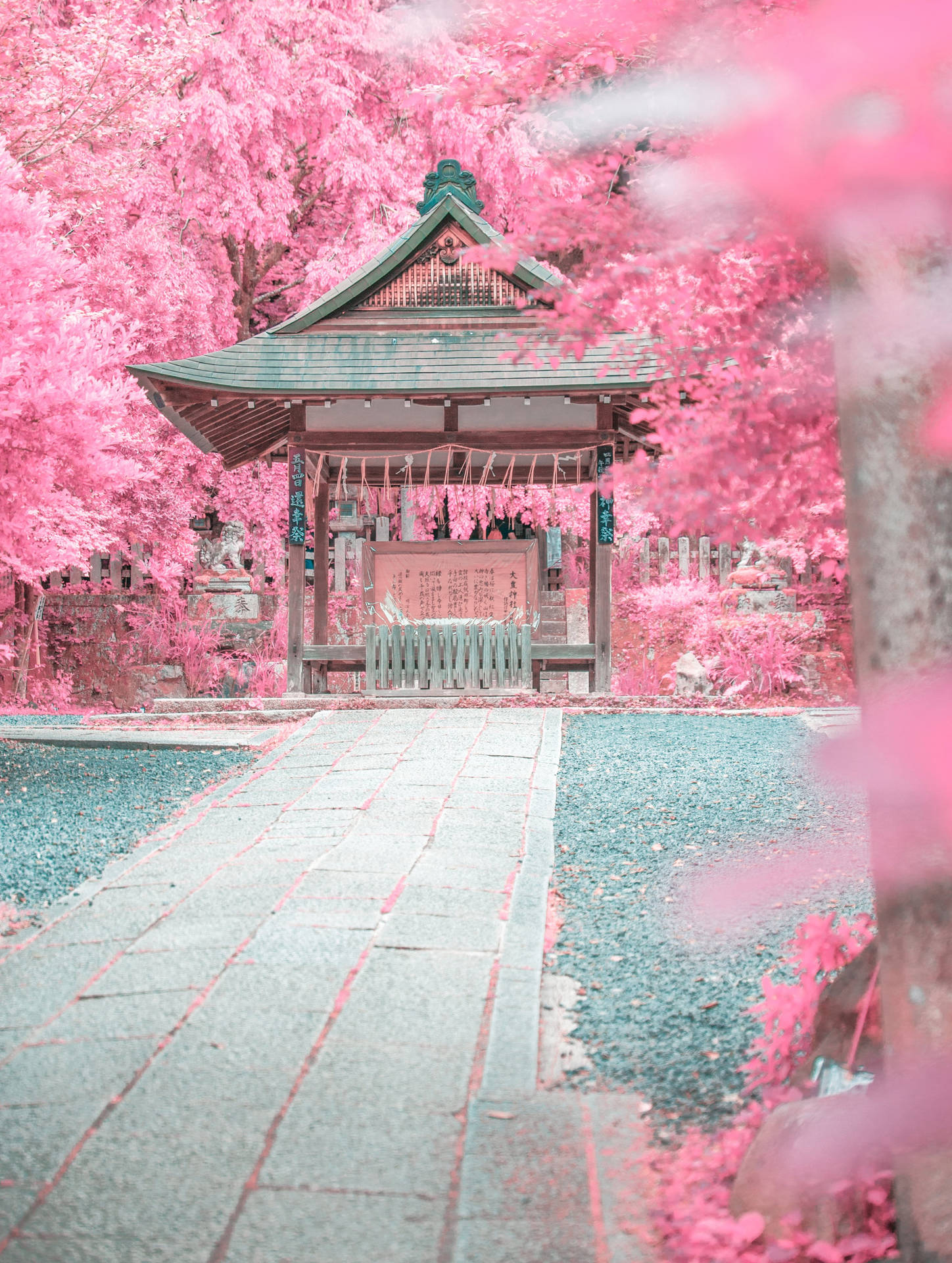  壁紙 — 傳統日本神社被鮮豔粉紅櫻花包圍，在柔和日光下。