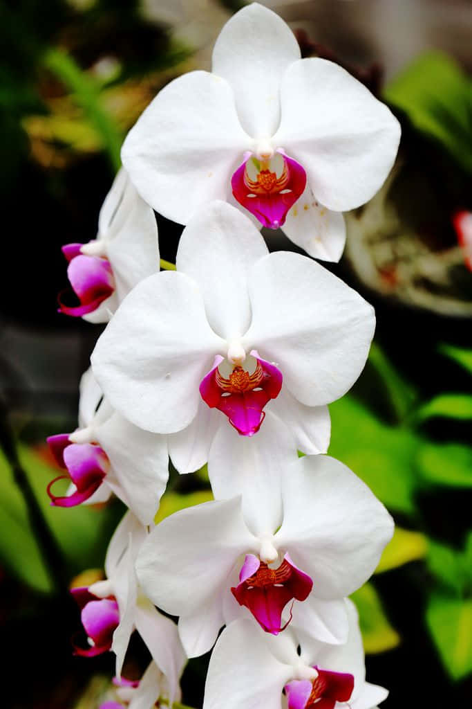Orchid Flower 桌布 壁紙 — 優雅白色蘭花的特寫，帶有充滿活力的洋紅色花心，在柔和的綠色模糊背景下盛開。