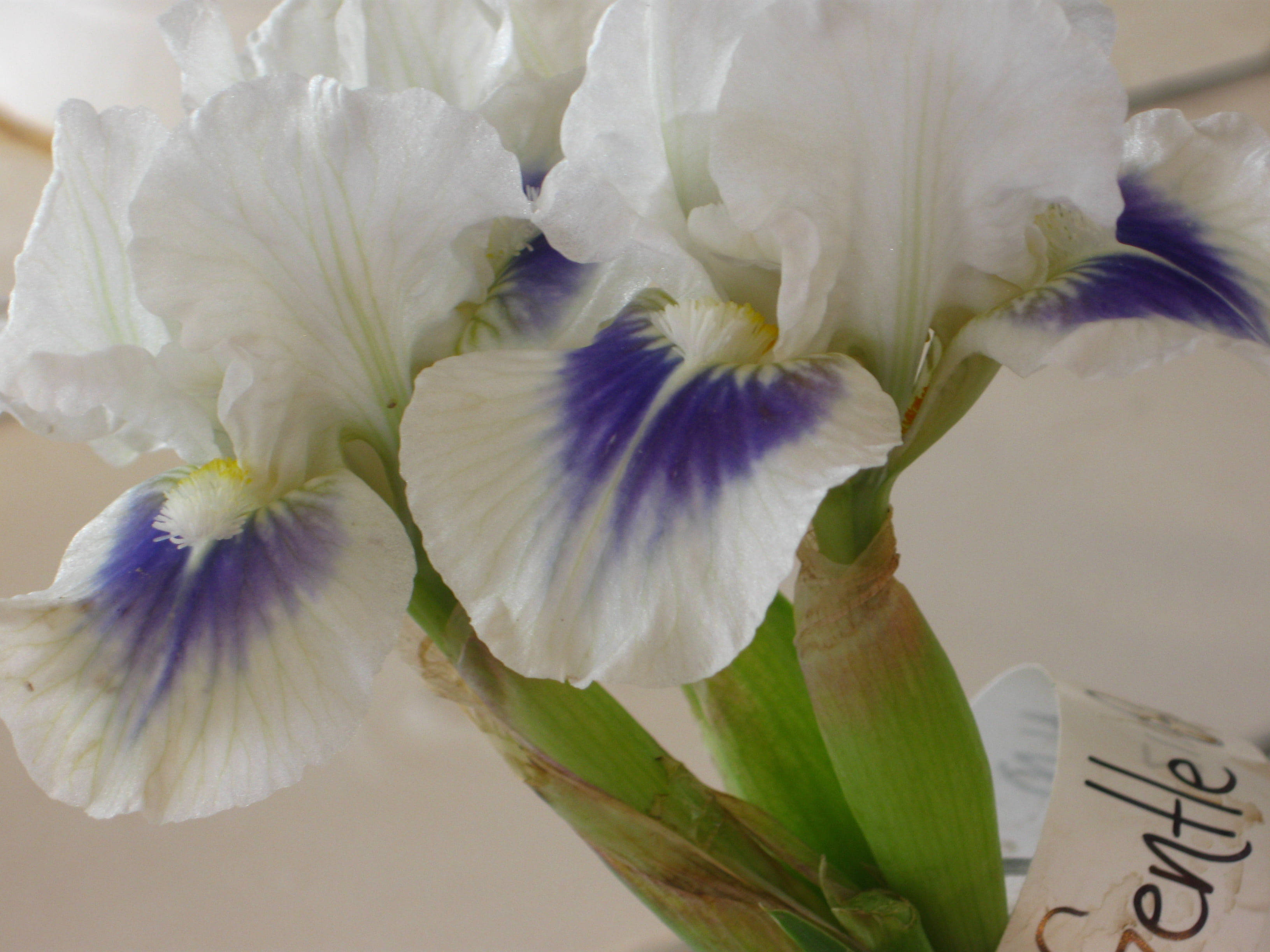 Iris 桌布 壁紙 — 優雅白色鳶尾花的特寫，帶有深紫色中心和綠色莖，在柔和自然光下。