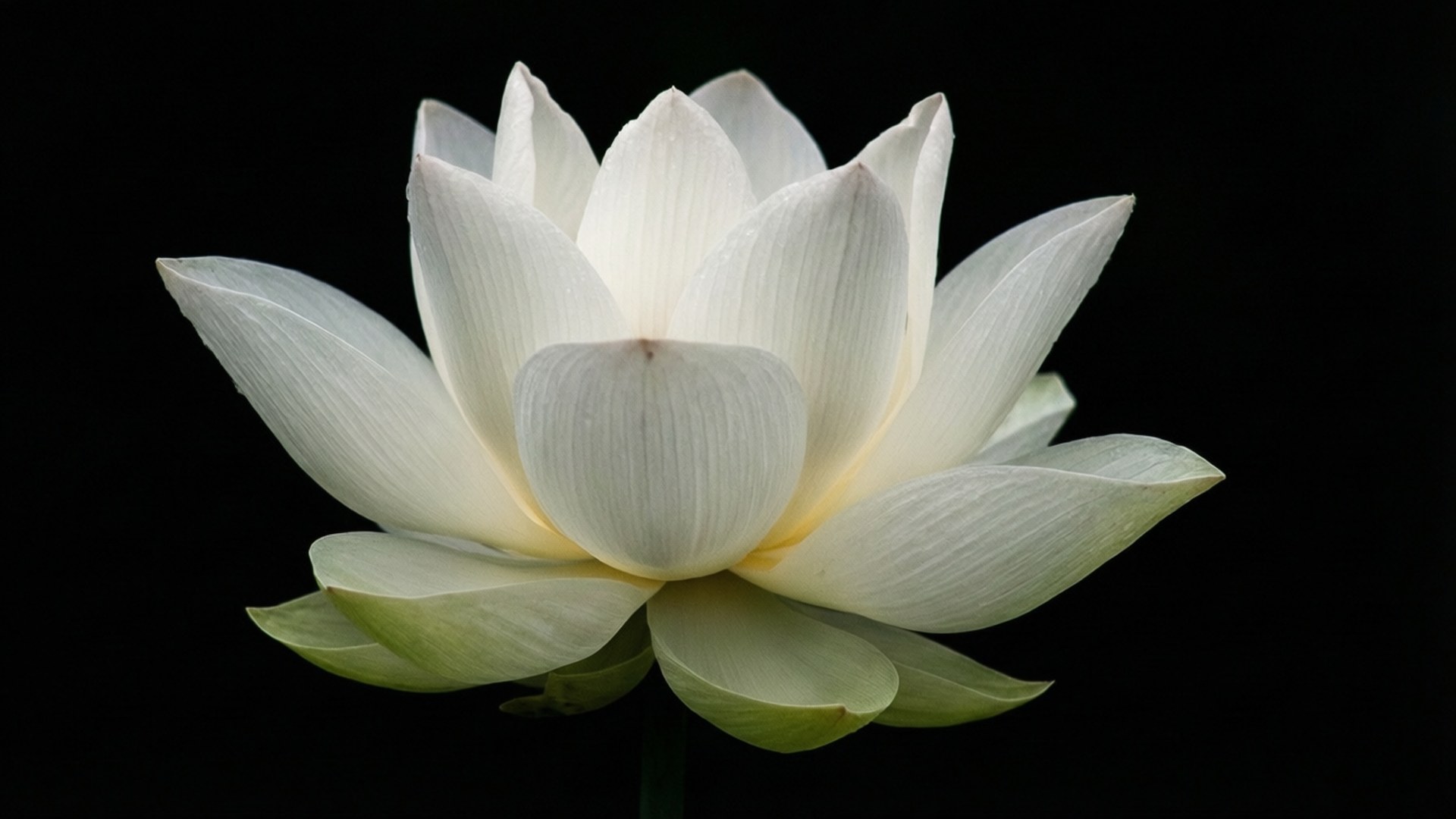 優雅白蓮 壁紙 — 一朵純潔的白蓮花在純黑背景上綻放，花瓣精緻，花心柔黃。