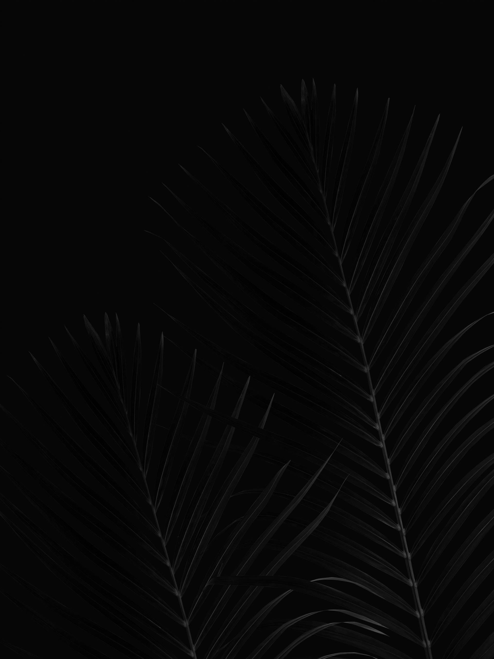 black aesthetic tumblr iPhone 桌布 壁紙 — 優雅的棕櫚葉在深黑色背景上柔和發光，呈現極簡單色構圖。