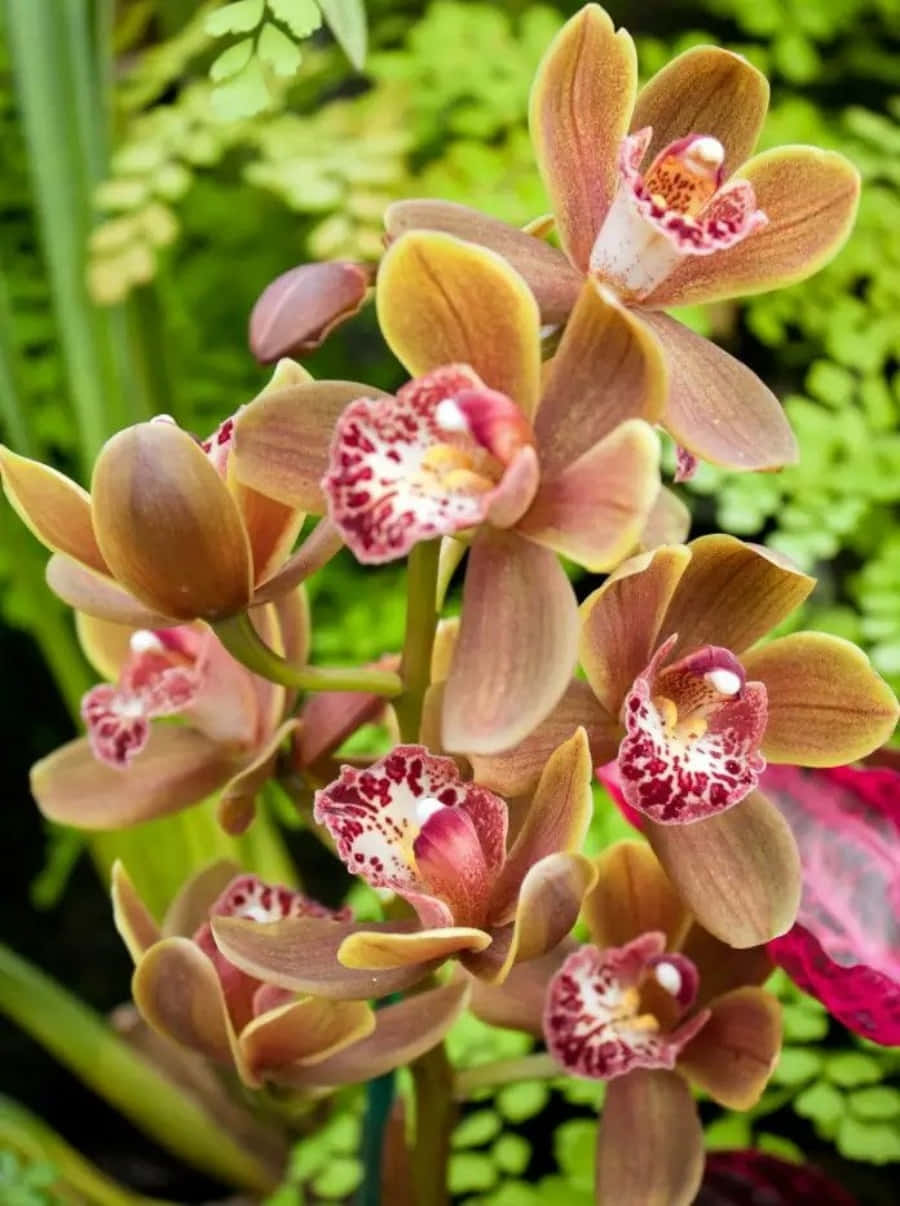 Orchid 桌布 壁紙 — 優雅的棕色蘭花特寫，帶有斑點粉紅色花心，在茂盛綠葉中盛開。