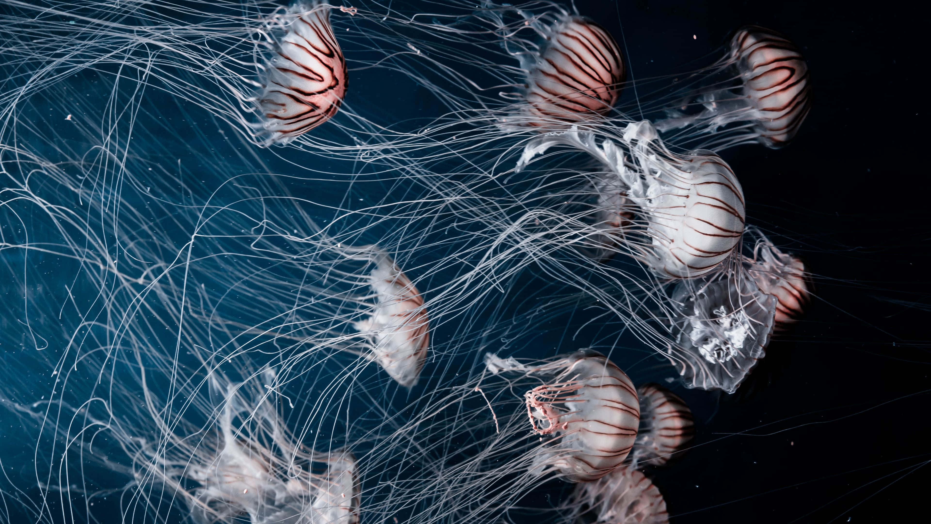 4K Jellyfish 桌布 壁紙 — 優雅的櫛水母，帶有條紋鐘形和拖曳觸手，在深藍色海水中優雅地漂流。