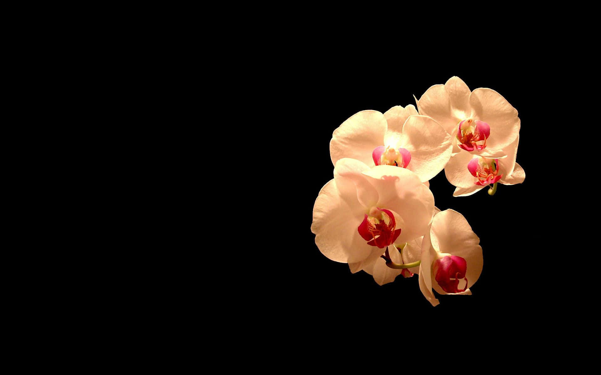 Photography Desktop 桌布 壁紙 — 優雅的淡色蘭花，帶有深粉紅色的中心，在純黑背景上柔和綻放。