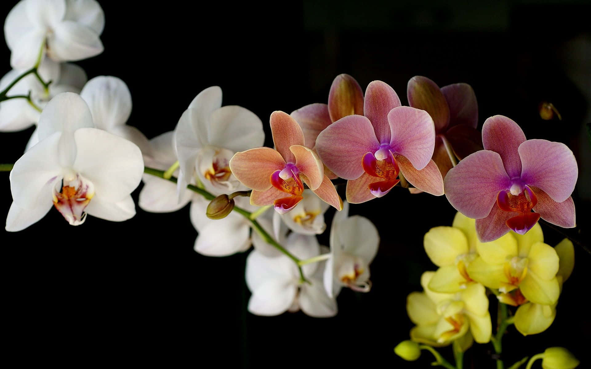 Orchid 桌布 壁紙 — 優雅的白色、粉紅色和黃色蘭花在柔焦中對著鮮明的黑色背景盛開。