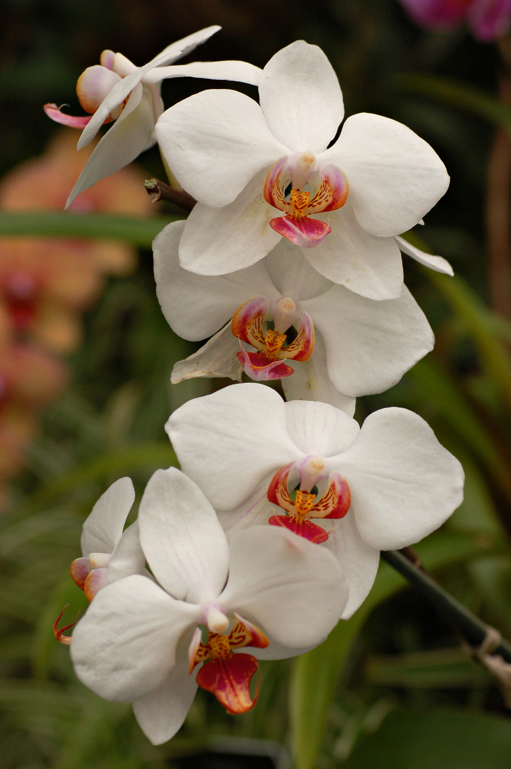 Orchid 桌布 壁紙 — 優雅的白色蘭花，帶有粉紅色和橙色中心，在柔和的模糊綠色背景下優雅綻放。
