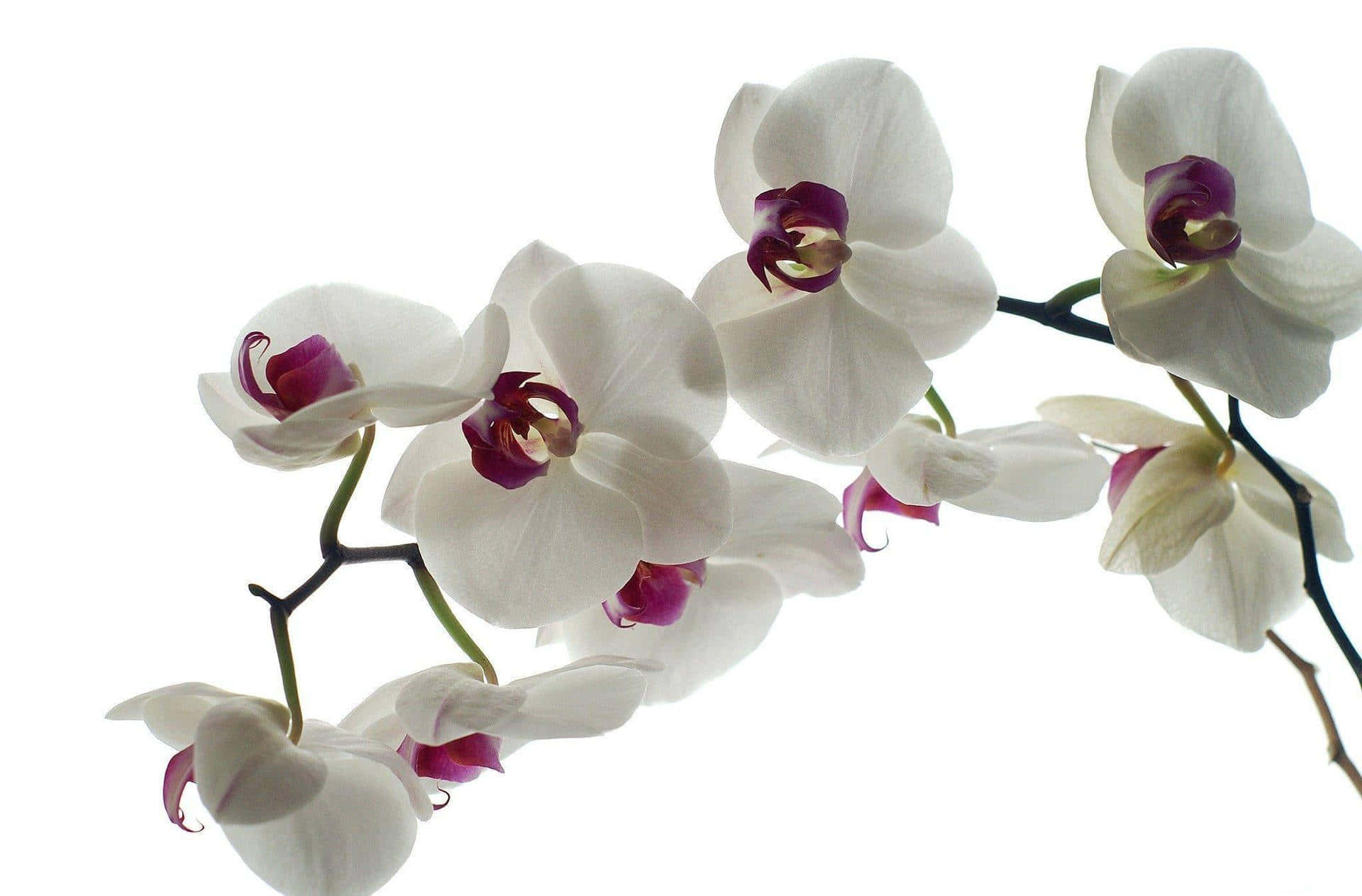 Orchid 桌布 壁紙 — 優雅的白色蘭花帶有深紫色中心，在純白背景上優美綻放。