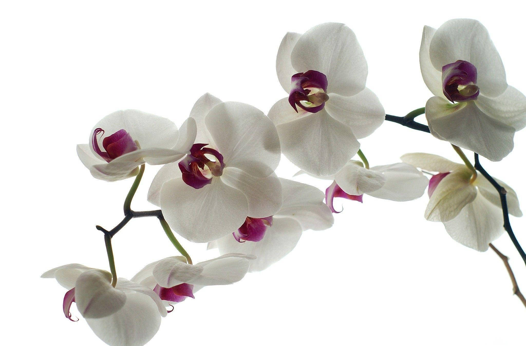 White Orchid 桌布 壁紙 — 優雅的白色蘭花帶有深紫色中心，在純白背景上優雅綻放。