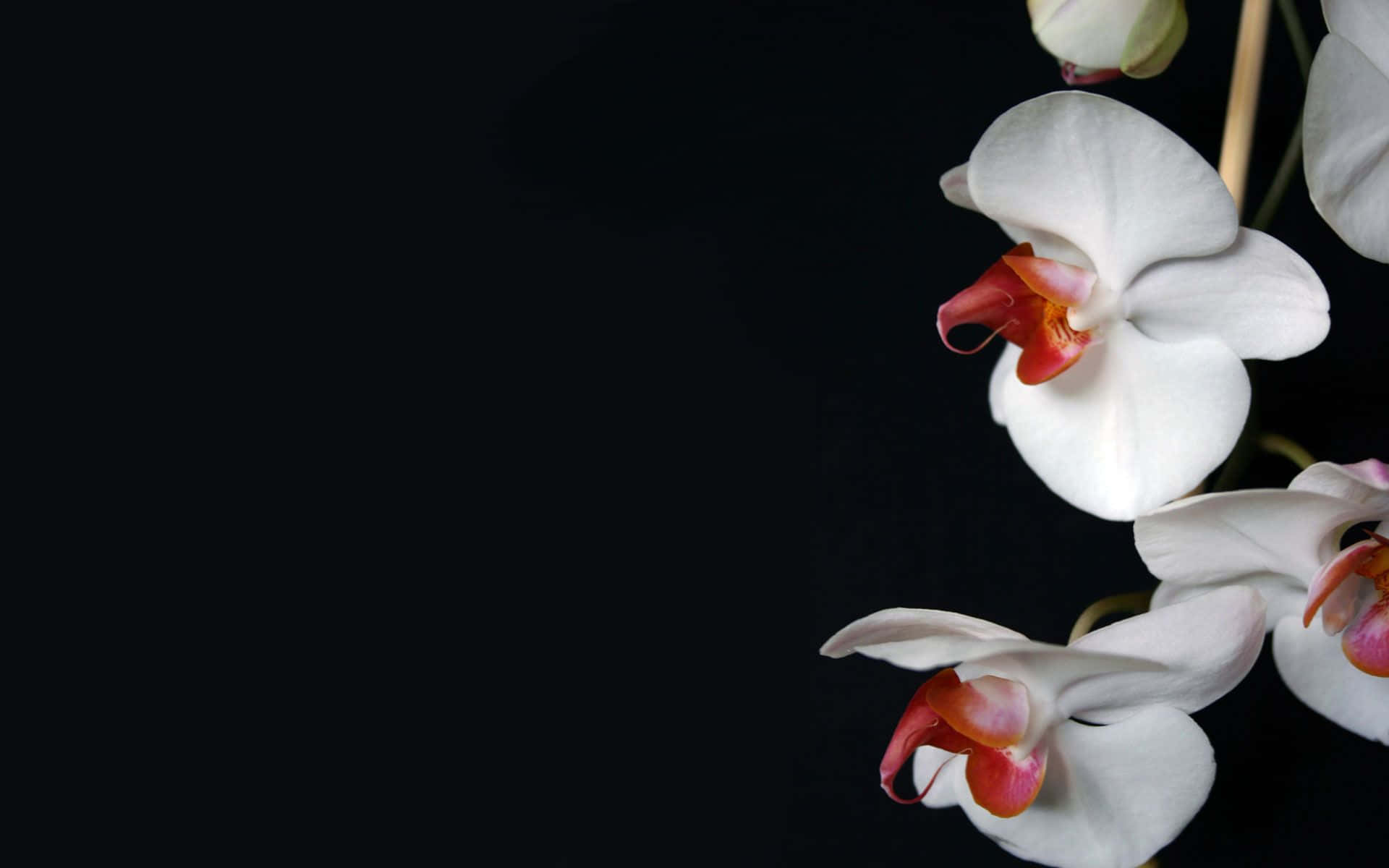 Orchid 桌布 壁紙 — 優雅的白色蘭花帶有粉紅色中心，在極簡構圖中於純黑色背景上綻放。