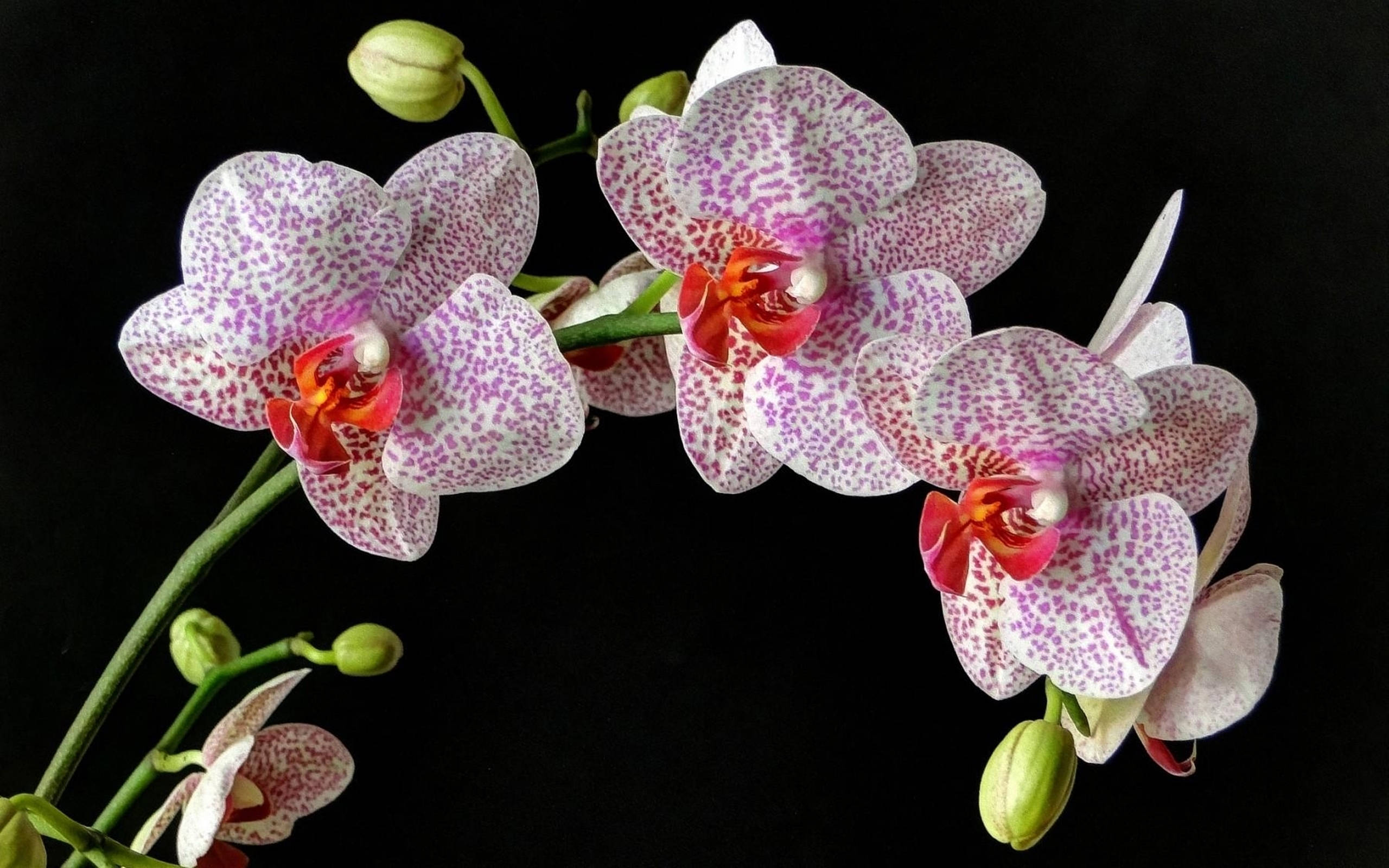 Orchids 桌布 壁紙 — 優雅的白色蘭花帶有粉紅色斑點和紅色中心，在純黑色背景下盛開。
