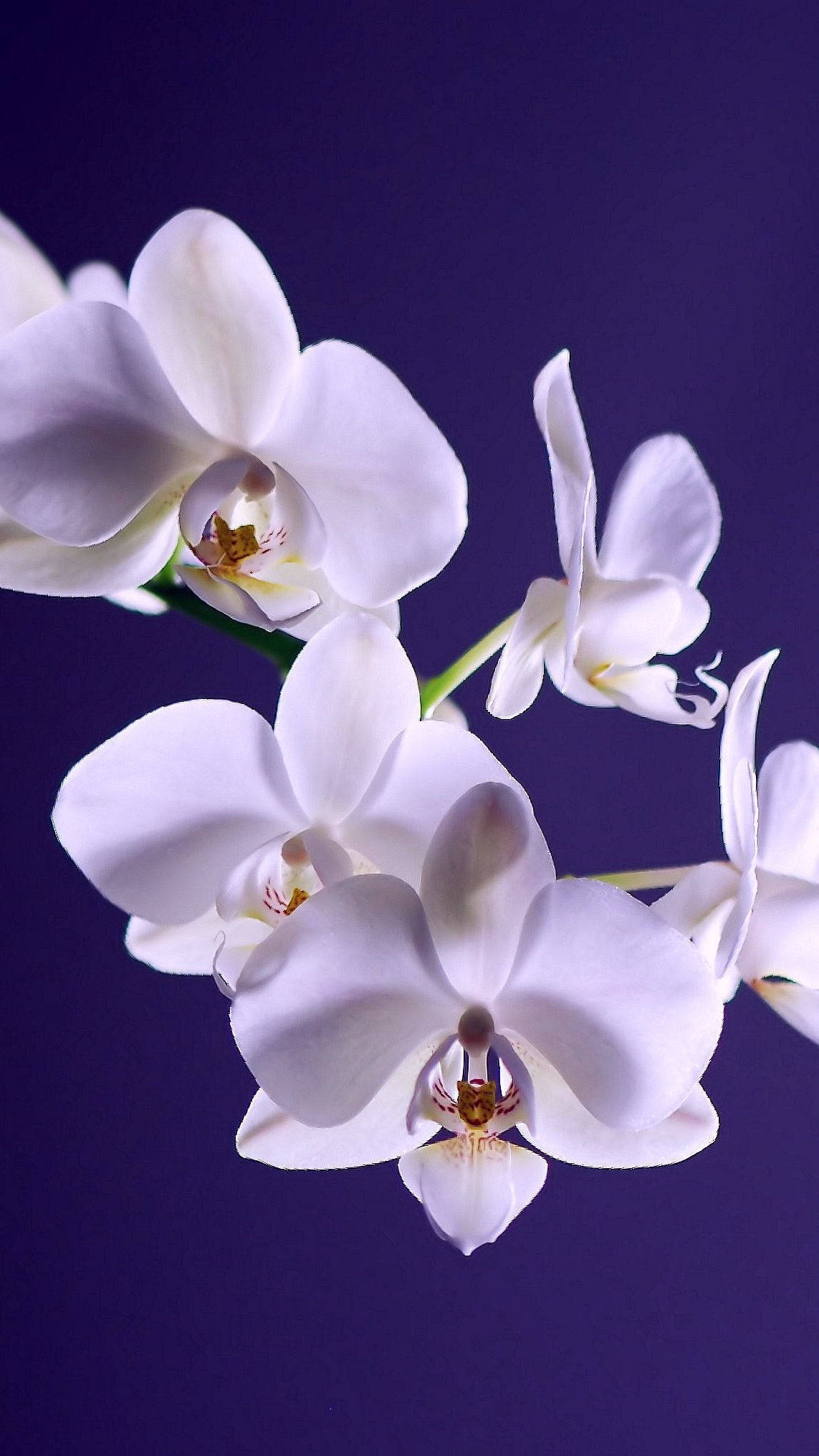Orchids 桌布 壁紙 — 優雅的白色蘭花綻放，帶有精緻的花瓣和金色花心，在濃郁的紫色背景上脫穎而出。