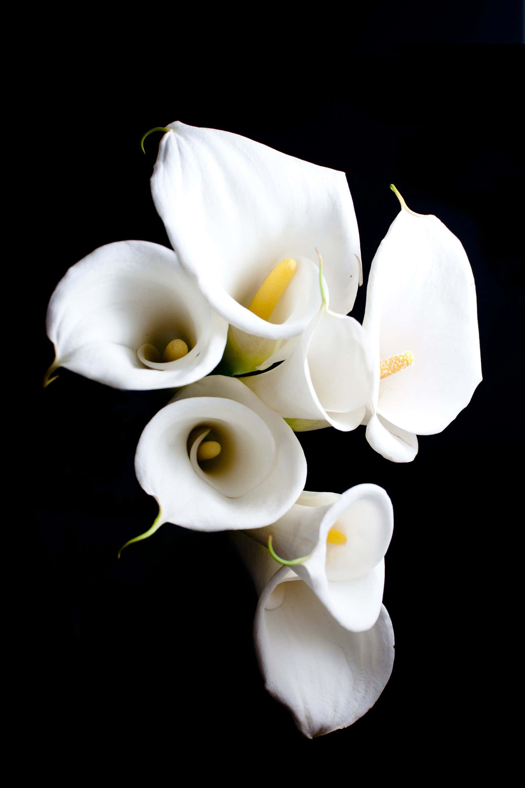 lily 桌布 壁紙 — 優雅的白色馬蹄蓮帶有黃色肉穗花序，在純黑背景下優雅地簇擁綻放。