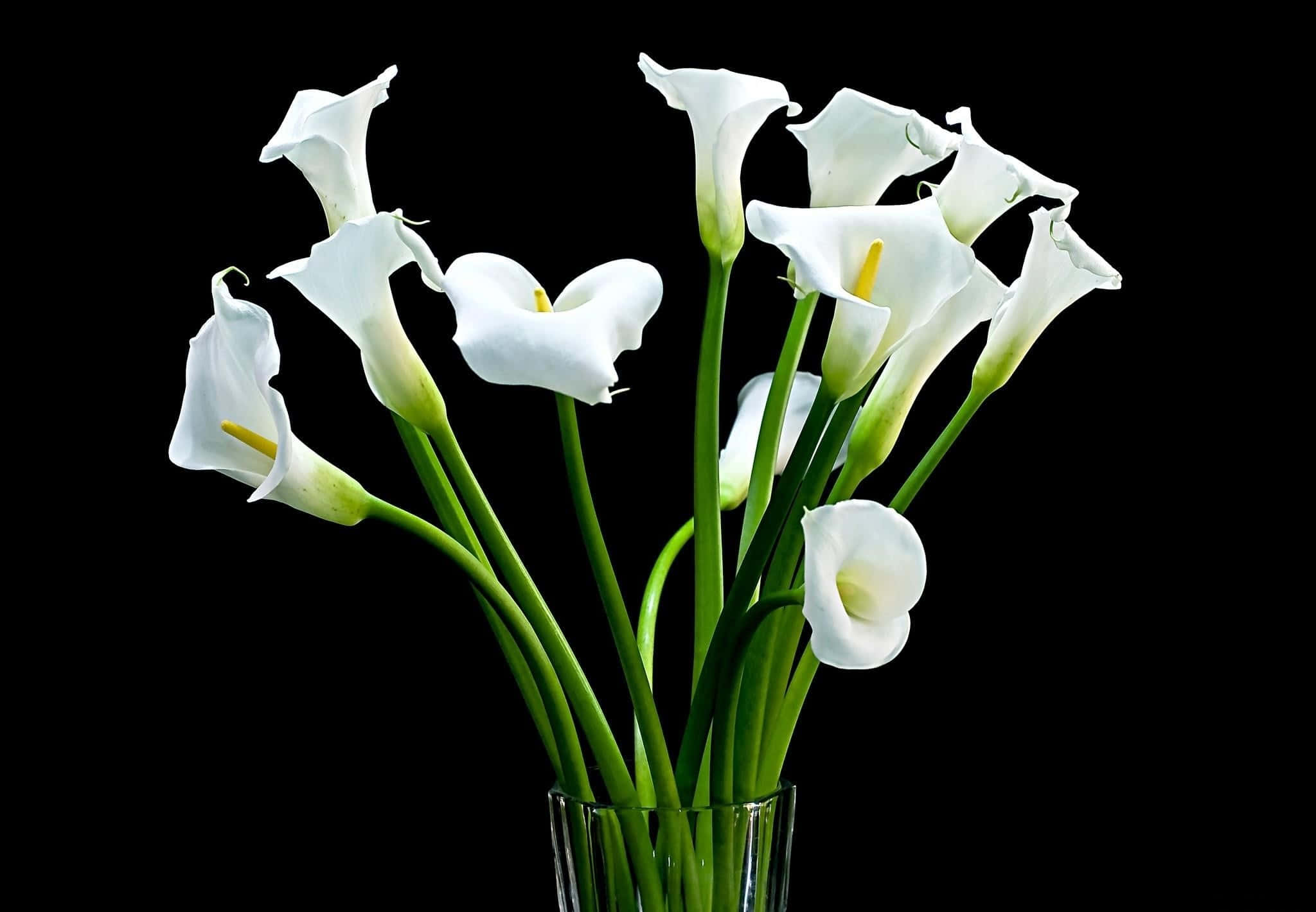 Wildflowers 桌布 壁紙 — 優雅的白色馬蹄蓮搭配綠色莖幹，在透明玻璃花瓶中優美綻放，襯托著純黑背景。