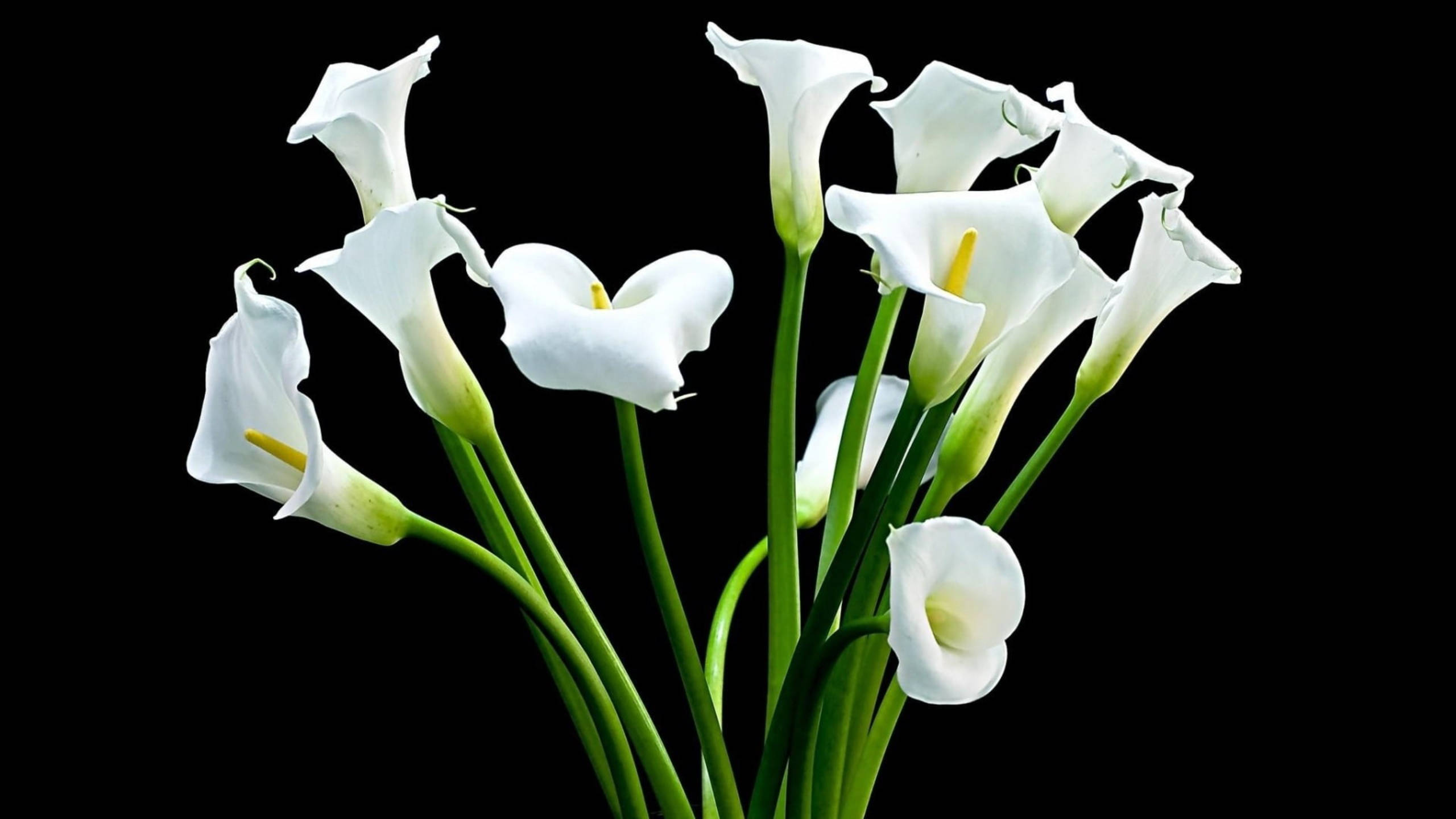 lily 桌布 壁紙 — 優雅的白色馬蹄蓮搭配綠色莖稈，在純黑背景中綻放。
