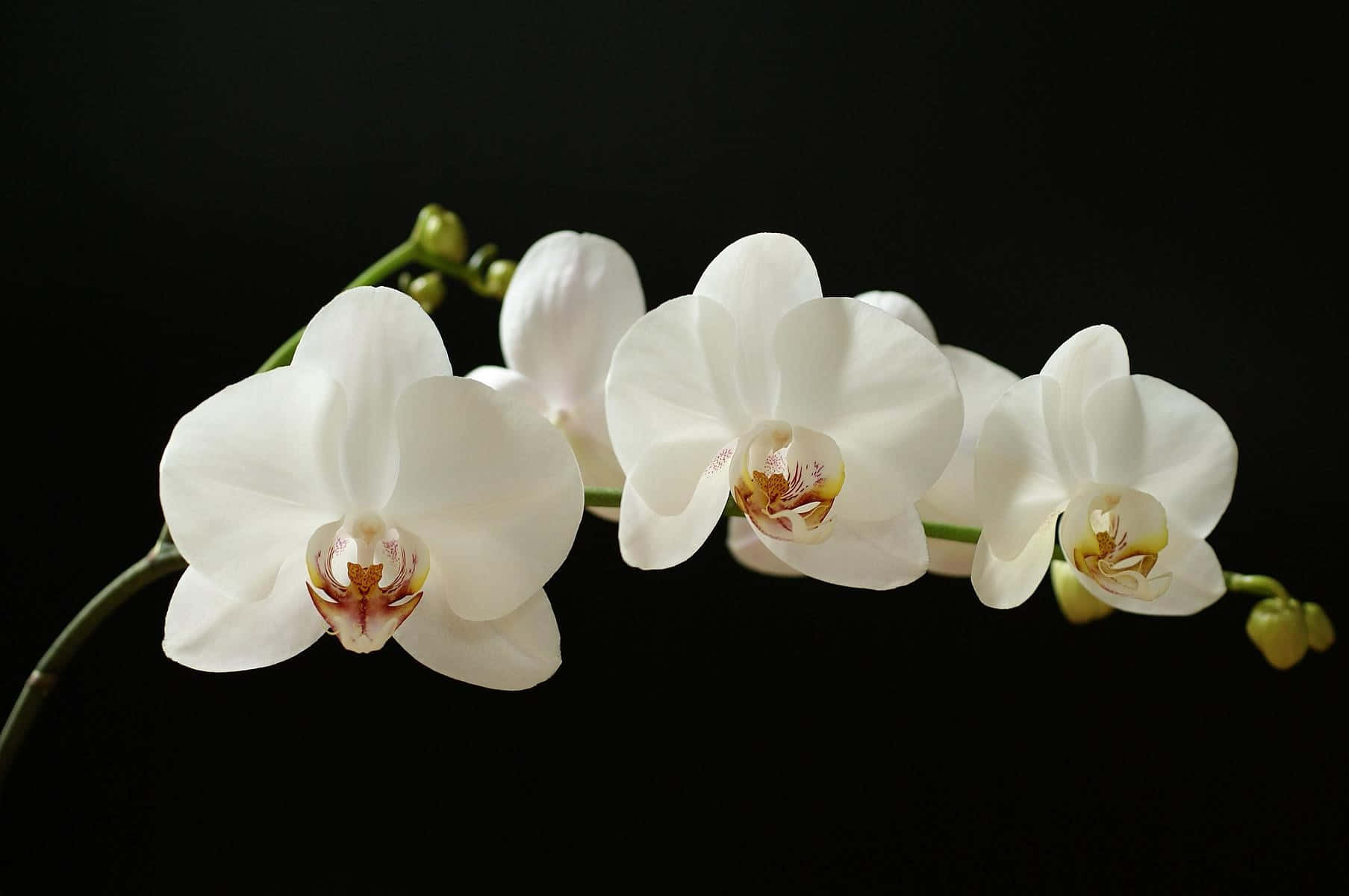 Orchids 桌布 壁紙 — 優雅的白蘭花在純黑背景下盛開，帶有精緻的黃色和栗色花心。