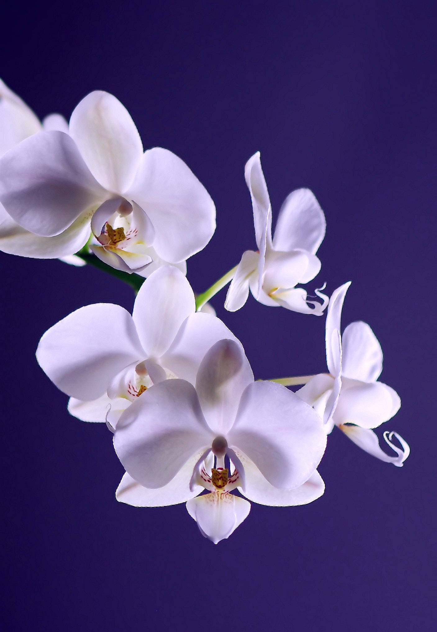 Orchids 桌布 壁紙 — 優雅的白蘭花在豐富的紫色背景下在攝影棚中優美綻放。
