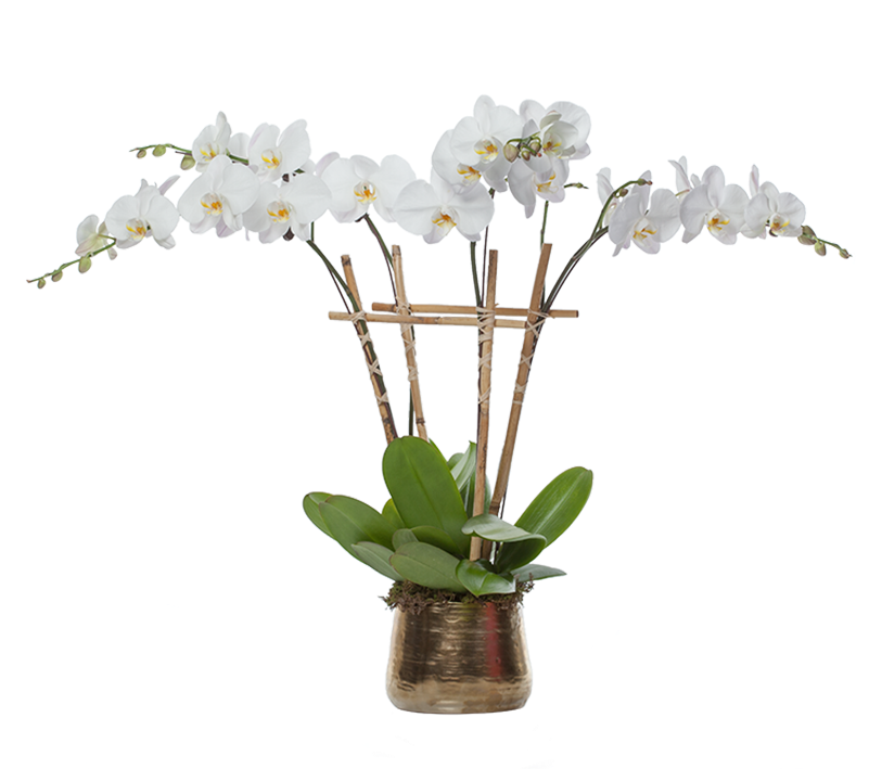 Plant 桌布 壁紙 — 優雅的白蘭花從竹棚架上垂落，置於金屬花盆中，襯托著鮮明的黑白紋理背景。