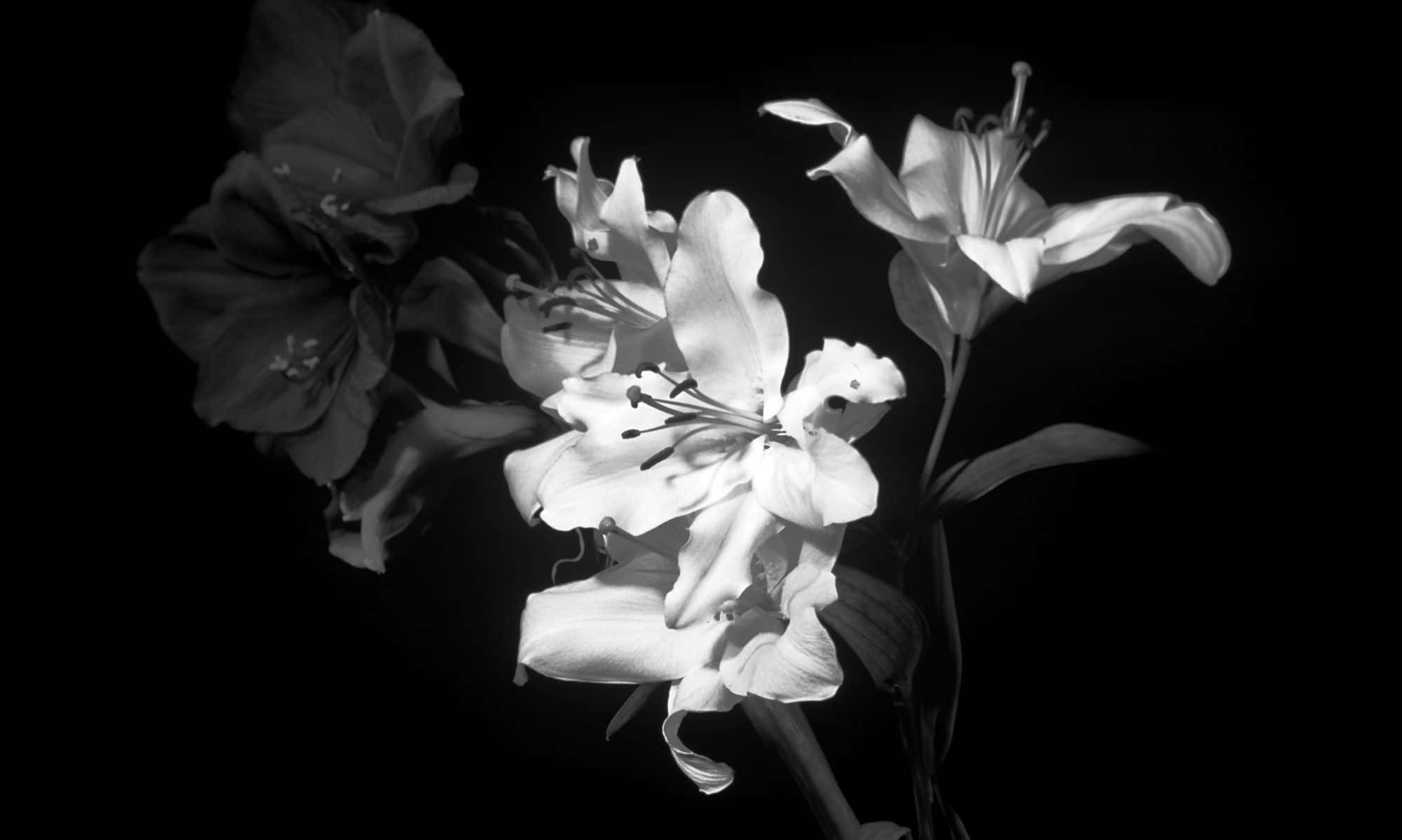 Black And White Flower iPhone 桌布 壁紙 — 優雅的百合花在深色背景下以高對比度的黑白綻放。