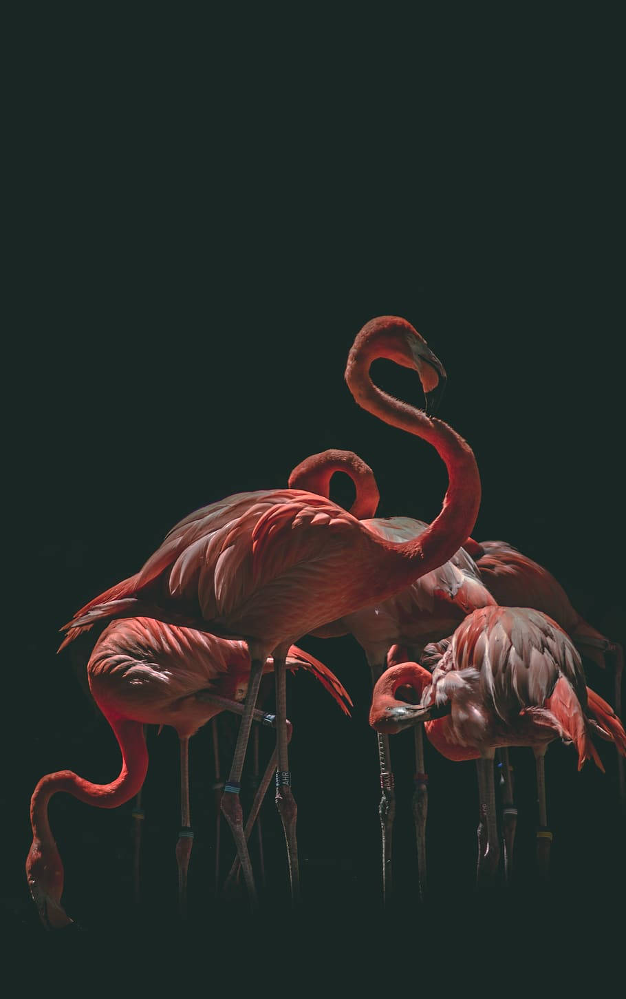birds 桌布 壁紙 — 優雅的粉紅色火烈鳥在深黑色背景下優雅地站立，它們彎曲的脖子和纖細的腿在戲劇性的燈光下凸顯出來。