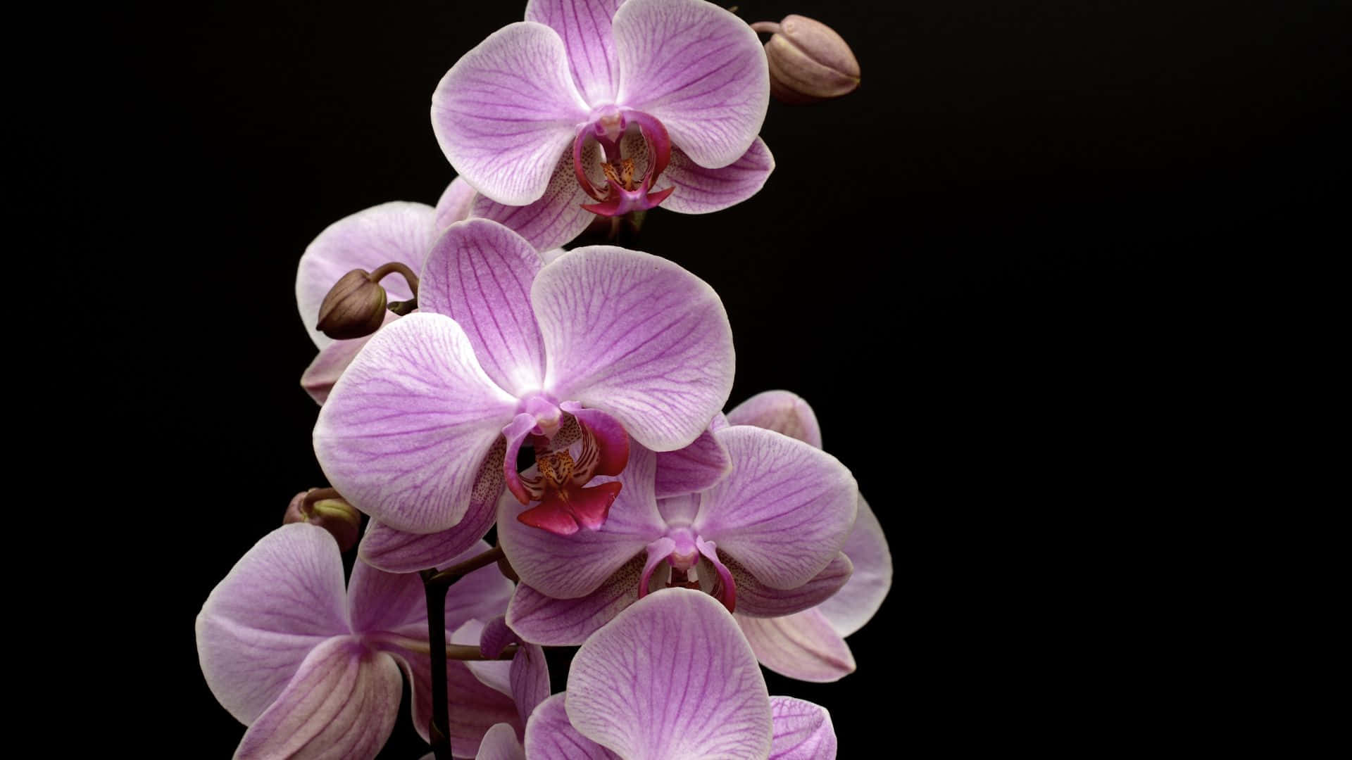 Orchids 桌布 壁紙 — 優雅的紫色蘭花在純黑背景上綻放，帶有細膩的葉脈和柔和的光線。