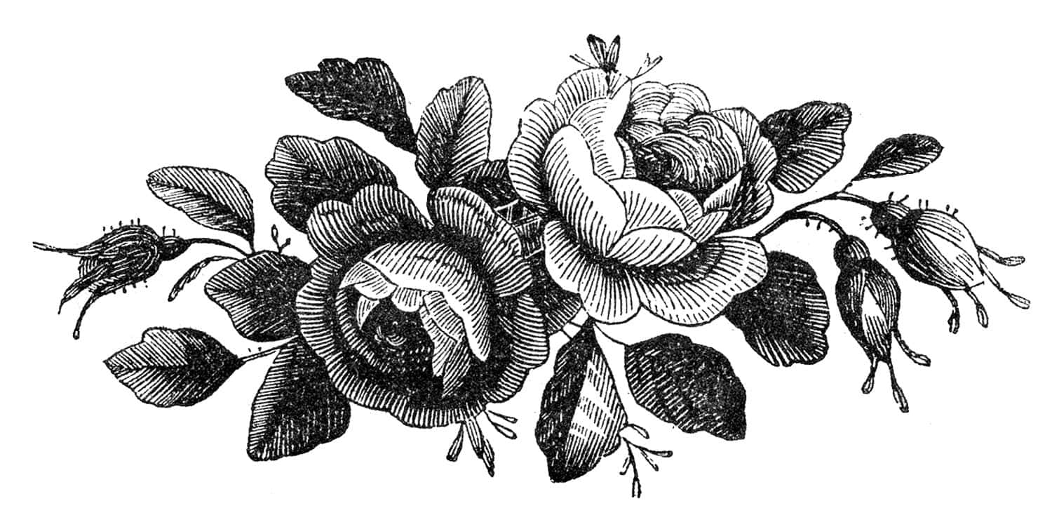Vintage Rose 桌布 壁紙 — 優雅的黑白復古插圖，描繪盛開的玫瑰與花蕾，帶有細緻的交叉陰影線條。