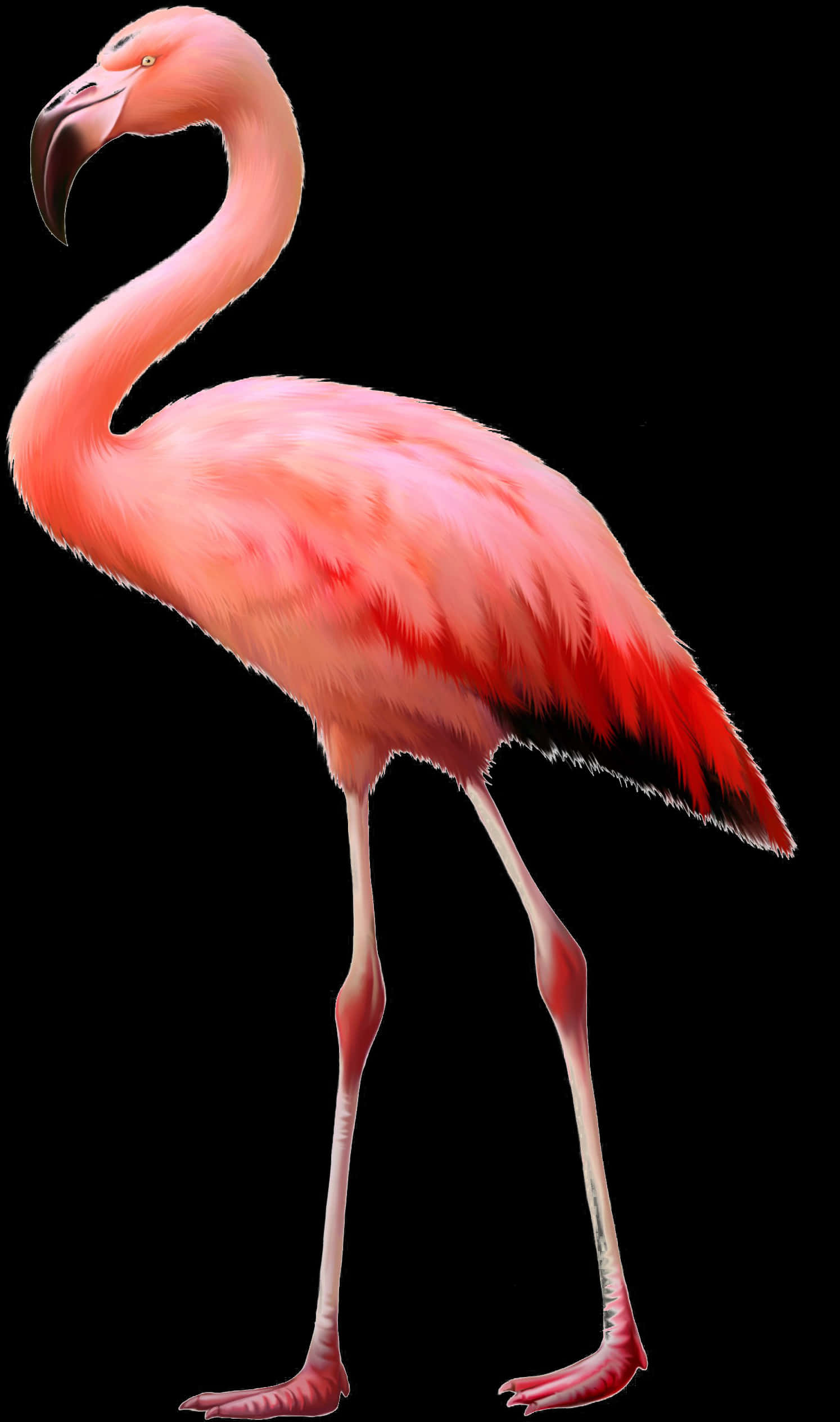 透明火烈鳥PNG - 火烈鳥鴕鳥，PNG下載