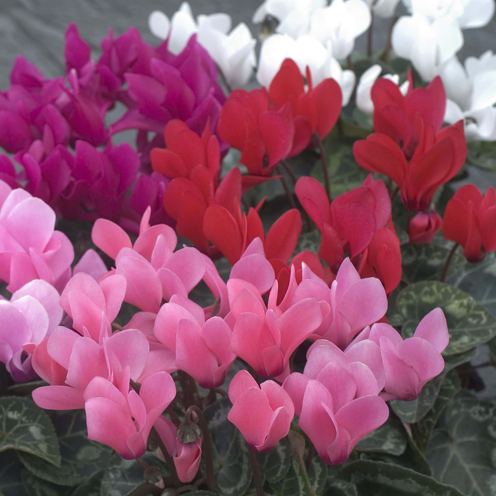 Cyclamen 桌布 壁紙 — 充滿活力的仙客來花朵，粉紅、紅、白色，在帶有圖案的綠葉襯托下密集綻放。