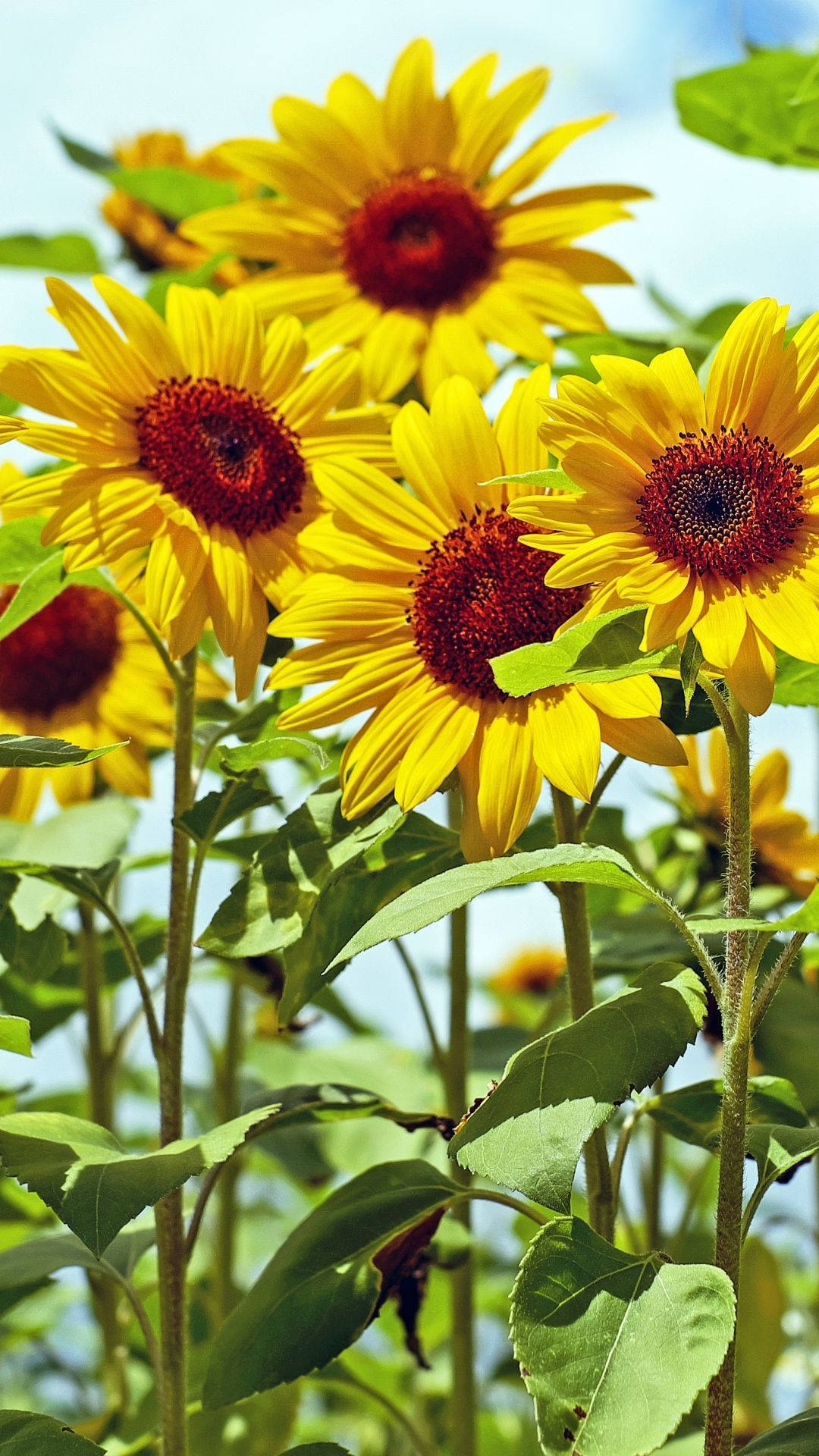 Sunflower iPhone 桌布 壁紙 — 充滿活力的向日葵，帶有深紅色中心，在明亮的藍天和茂盛的綠葉襯托下高高綻放。