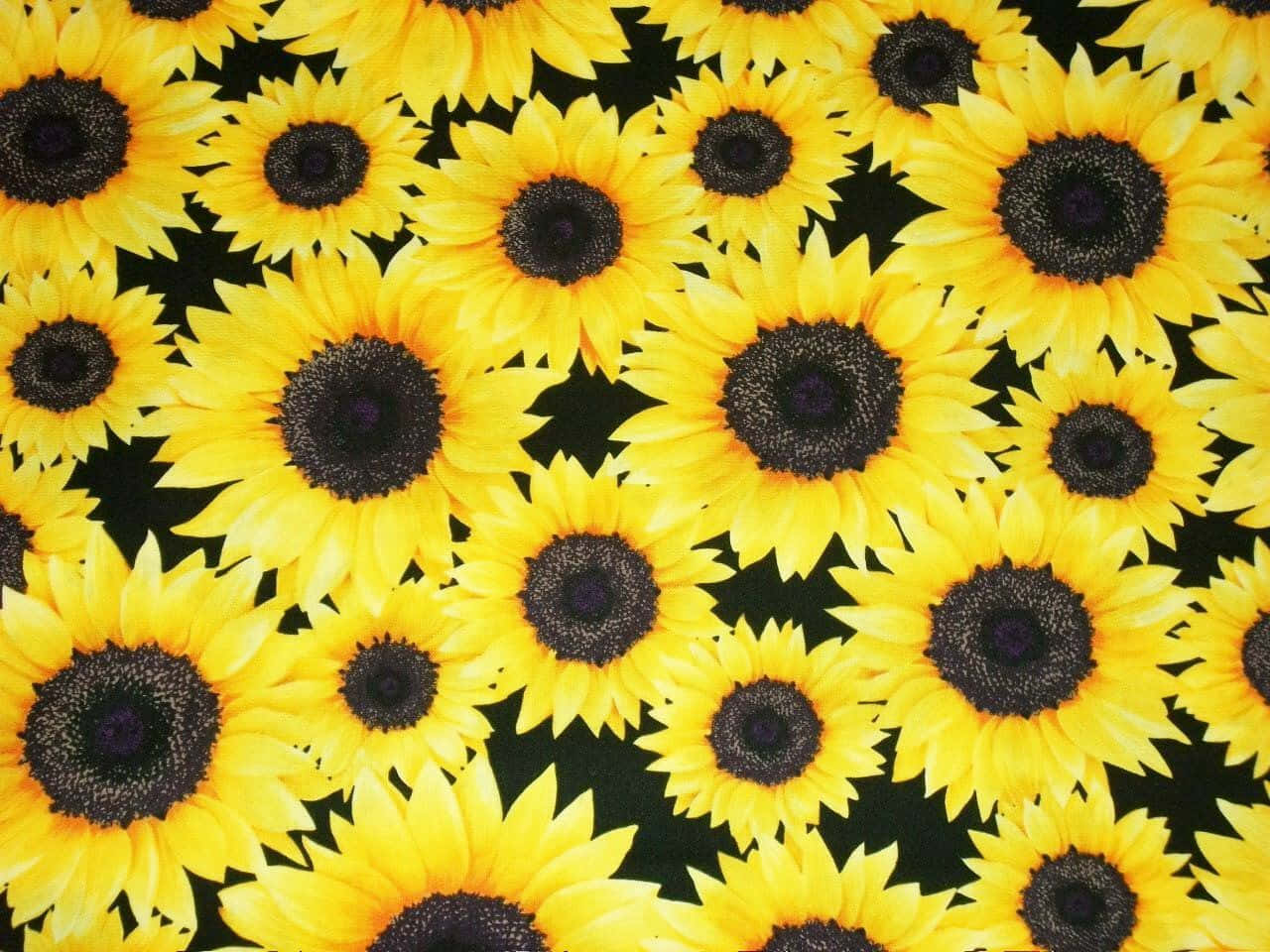 Sunflowers 桌布 壁紙 — 充滿活力的向日葵，深色花心，在純黑背景上密集綻放，形成重複圖案。