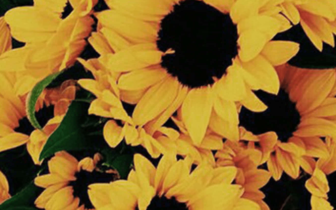 Sunflower Yellow Tumblr Aesthetic 桌布 壁紙 — 充滿活力的向日葵，深色花心和綠色葉子，在陽光明媚的簇擁中填滿畫面。