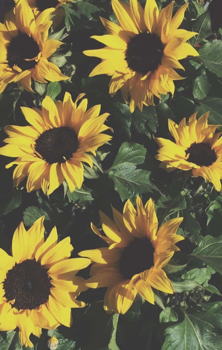 Sunflower Phone 桌布 壁紙 — 充滿活力的向日葵，深色花心在柔和自然光下於茂盛綠葉中盛開。