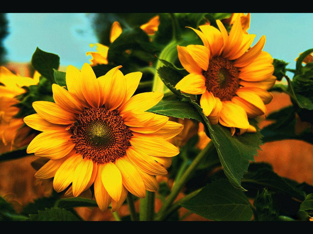 Sunflower And Roses 桌布 壁紙 — 充滿活力的向日葵，金色花瓣和深色花心，在柔和的藍天和綠葉襯托下盛開。