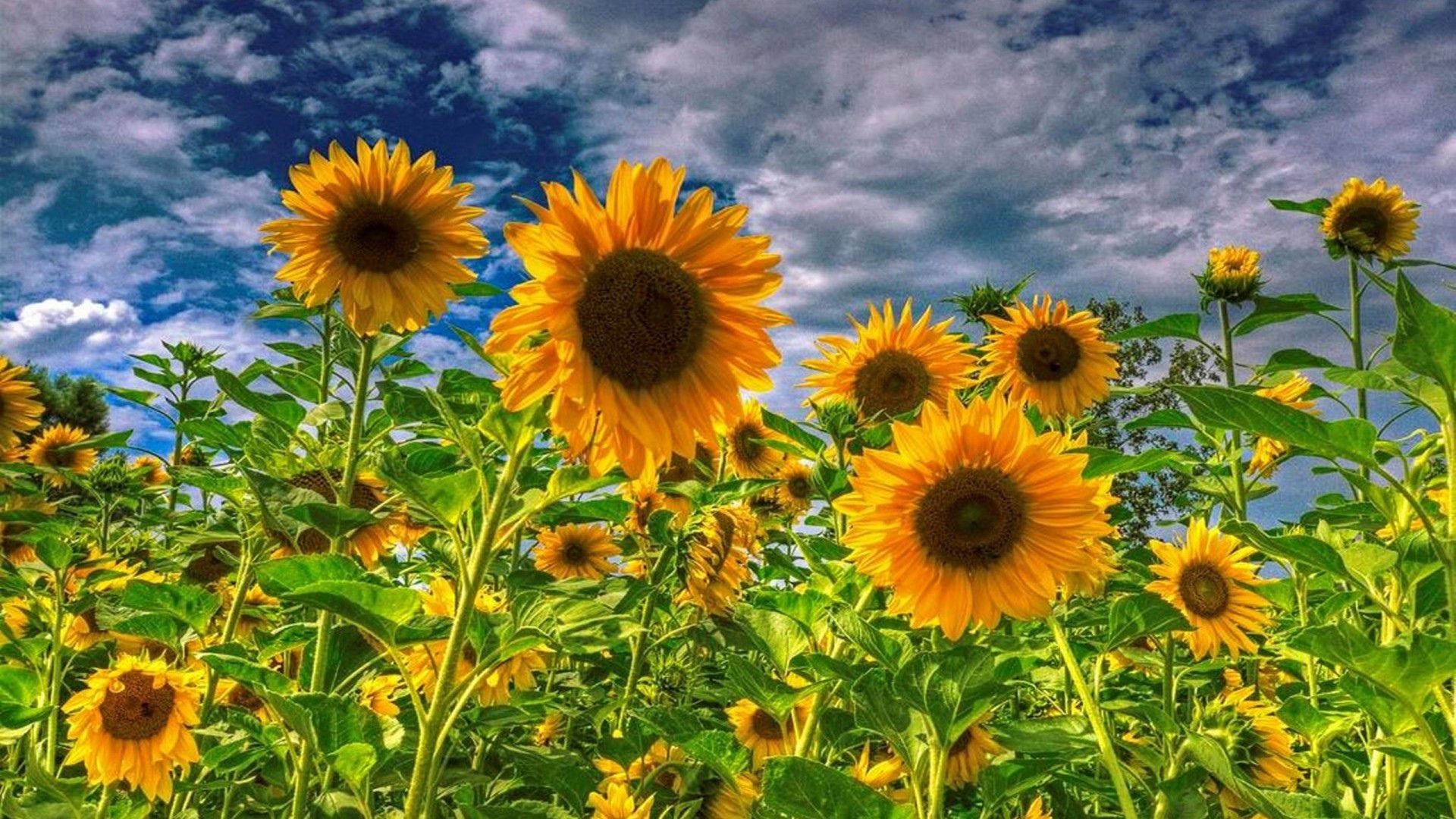 Sunflower And Roses 桌布 壁紙 — 充滿活力的向日葵在茂密的田野中伸向戲劇性的藍天，伴隨著蓬鬆的白雲。