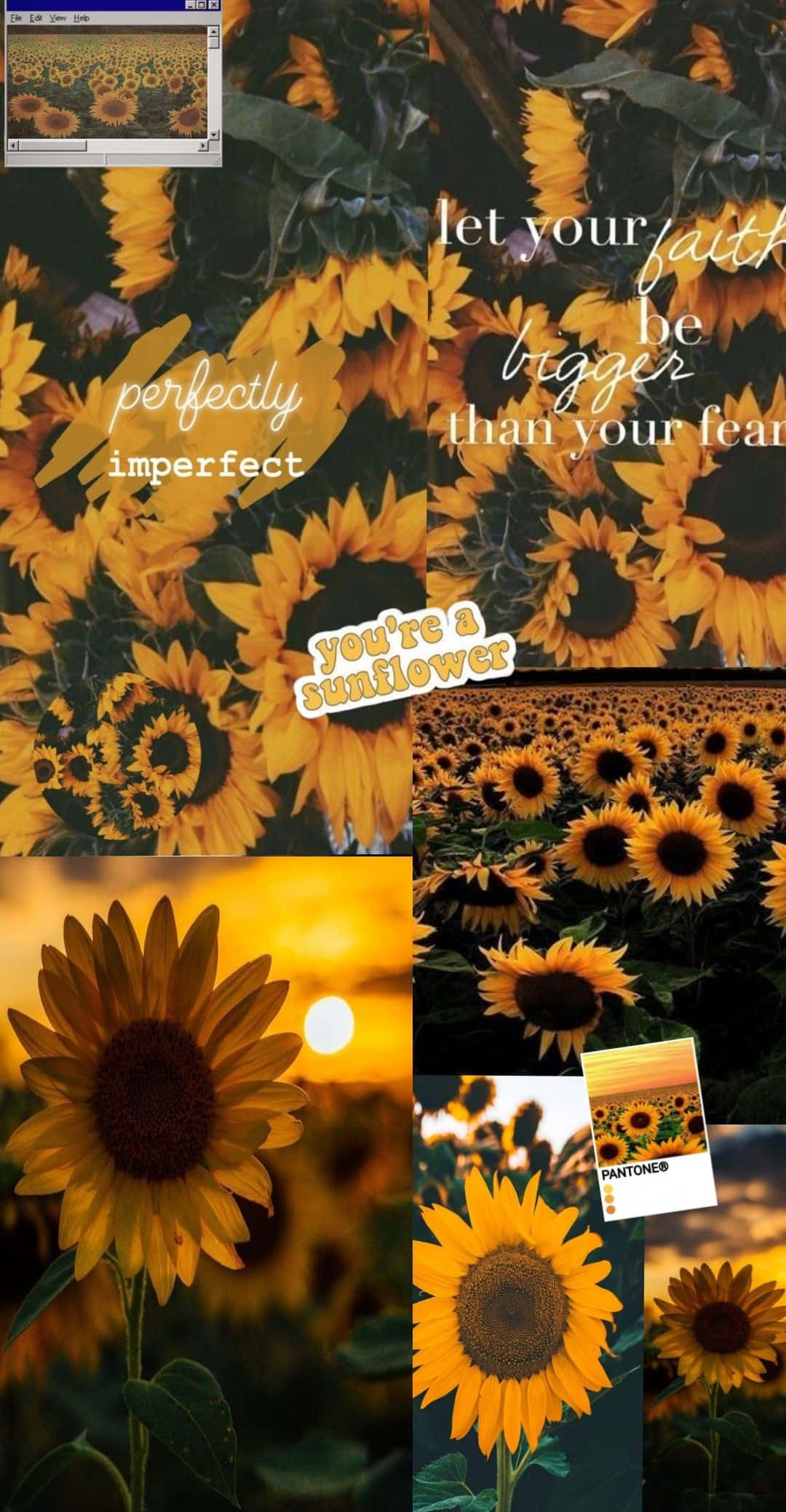Sunflower Aesthetic iPhone 桌布 壁紙 — 充滿活力的向日葵拼貼畫，搭配在金色花朵和日落背景下閃耀的勵志名言。