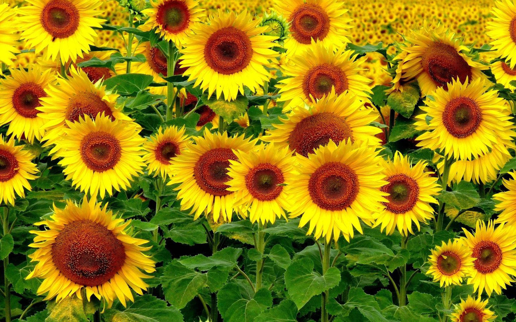 Sunflower And Roses 桌布 壁紙 — 充滿活力的向日葵田，明亮的黃色花瓣和深棕色中心在自然光中輕輕搖曳。
