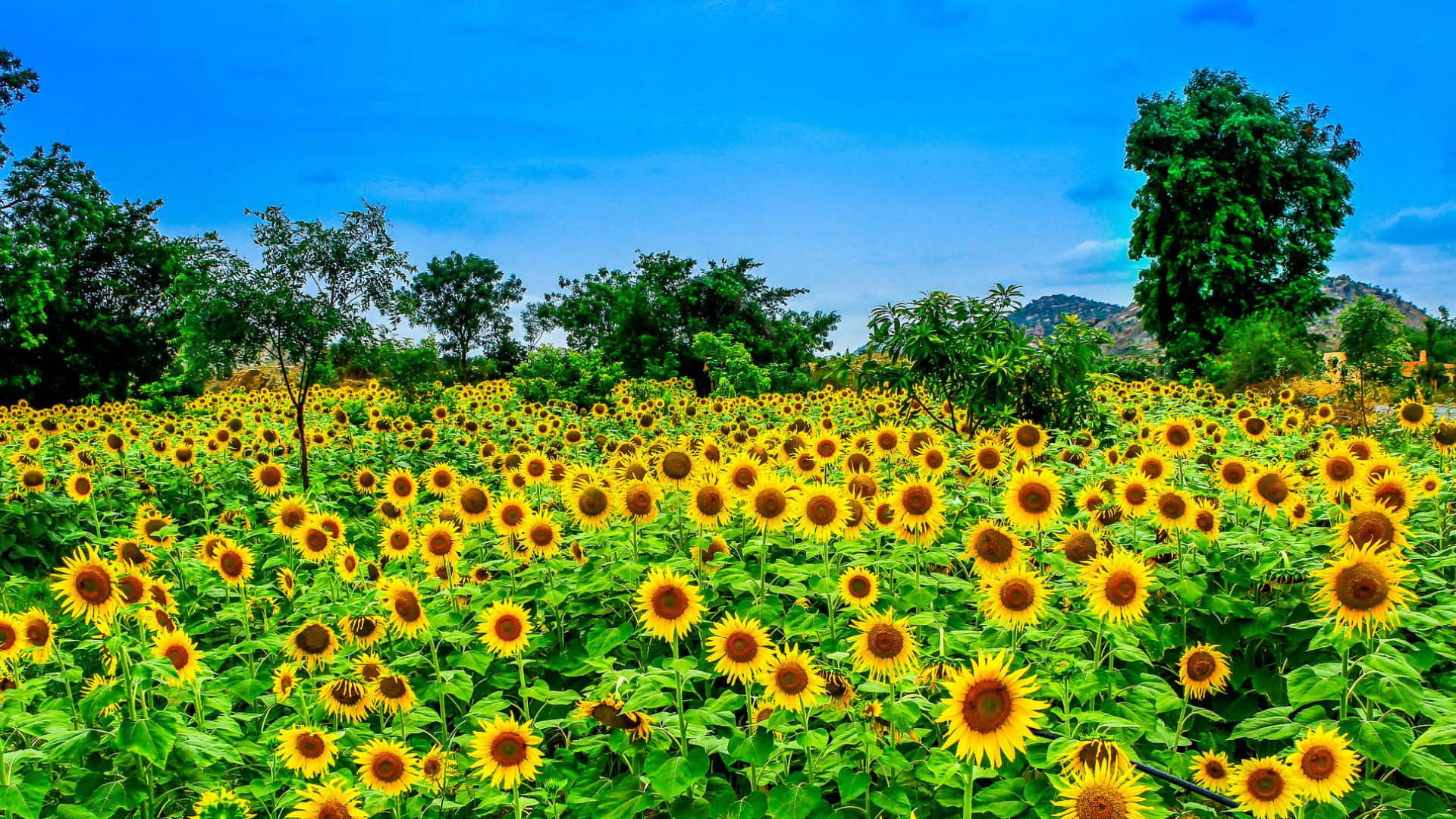 Sunflowers 桌布 壁紙 — 充滿活力的向日葵田在清澈的藍天下延伸，綠樹和遠山勾勒出地平線。