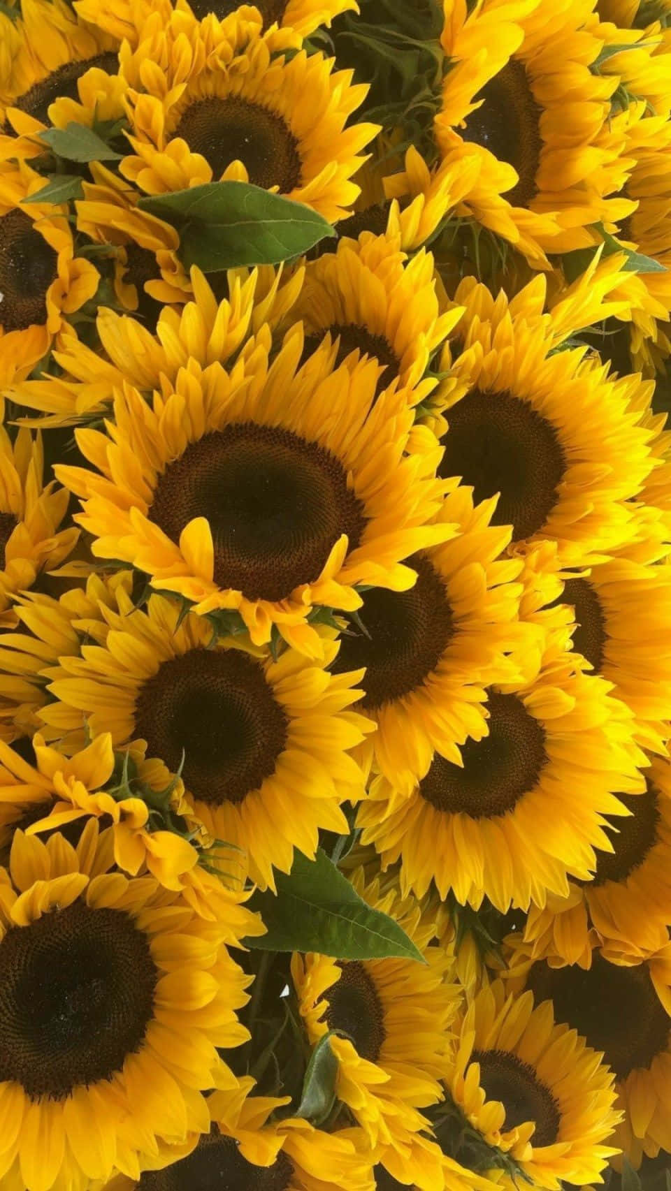 Sunflower Phone 桌布 壁紙 — 充滿活力的向日葵近距離特寫，帶有鮮黃色花瓣和深色花心，穿插著綠葉。