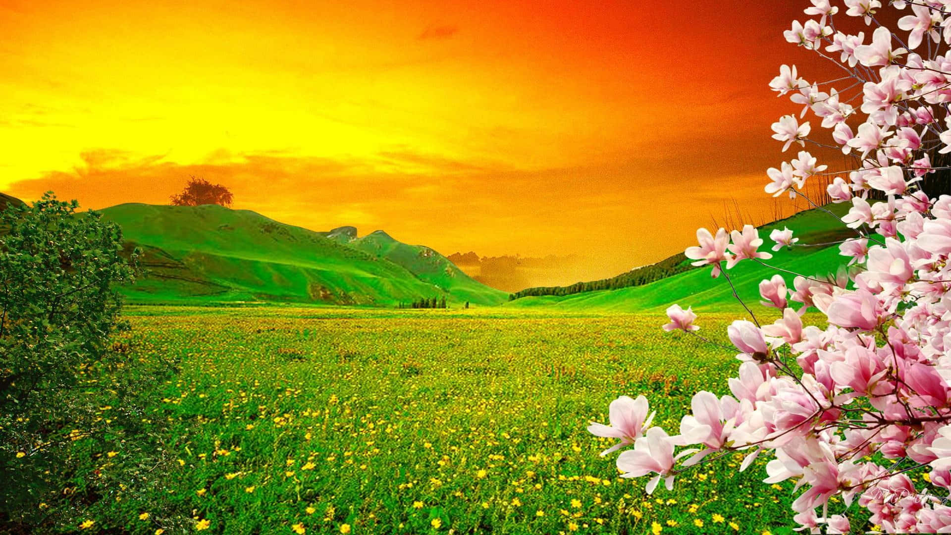 Spring Sunset 桌布 壁紙 — 充滿活力的夕陽沐浴著起伏的綠色山丘和一片黃色花田，粉紅色木蘭花點綴著前景。