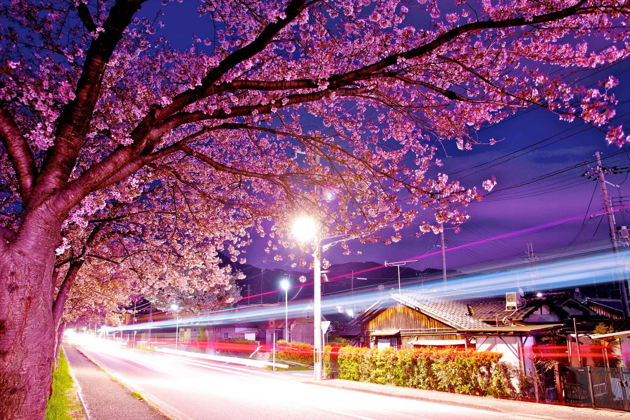 Spring Lights 桌布 壁紙 — 充滿活力的夜景，櫻花在街燈下閃爍，伴隨著汽車燈光飛馳而過的光軌。