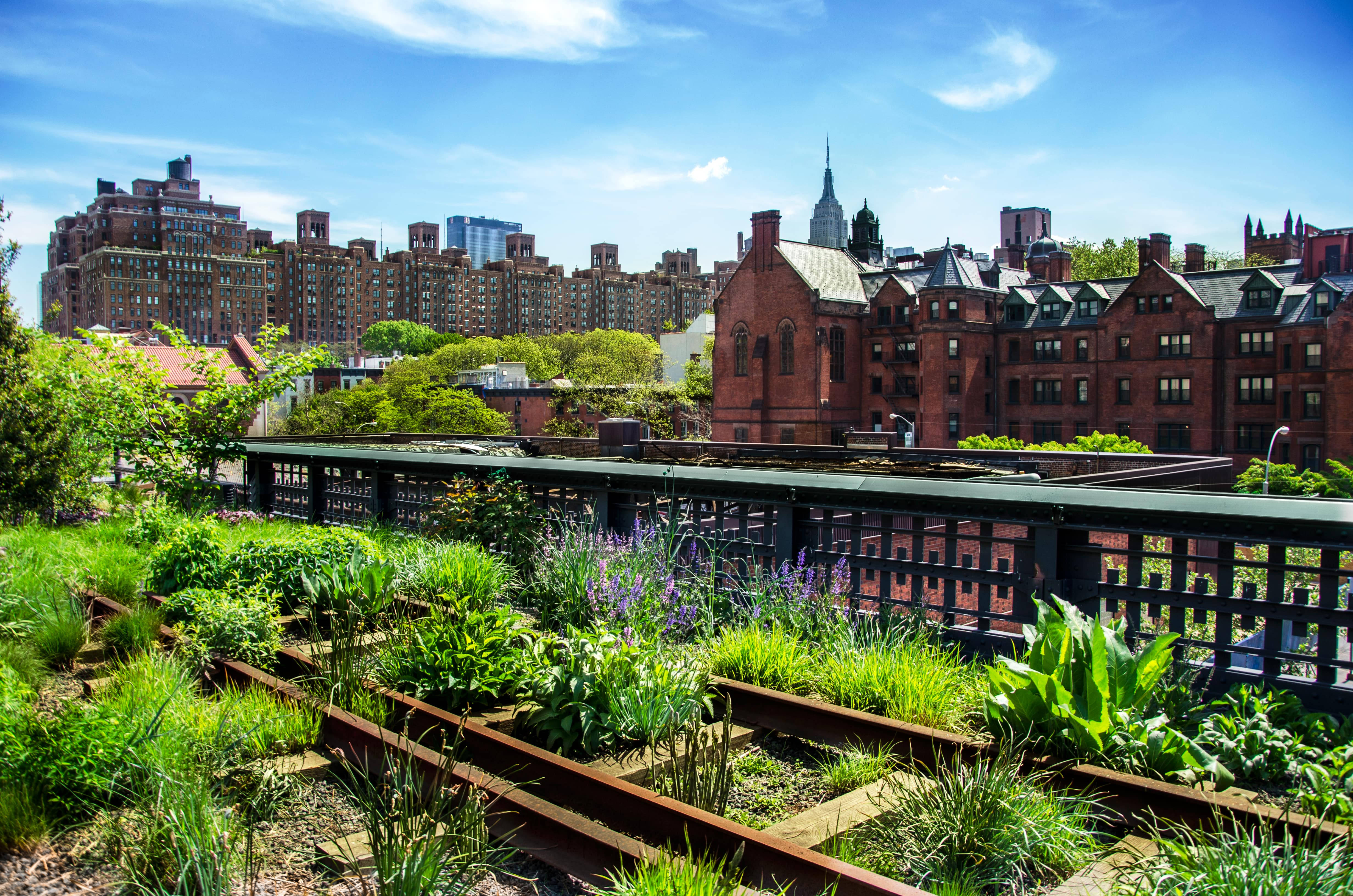 New York 桌布 壁紙 — 充滿活力的屋頂花園，茂密的綠色植物和紫色花朵在舊火車軌道上茁壯成長，背景是歷史悠久的磚砌建築和清澈的藍天。