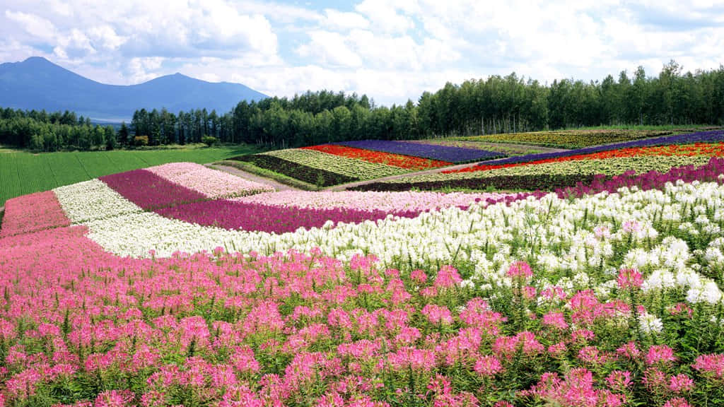 Japan Landscape 桌布 壁紙 — 充滿活力的幾何圖案花田，粉色、白色、紫色和橙色，在部分多雲的天空下延伸至樹木繁茂的山丘。