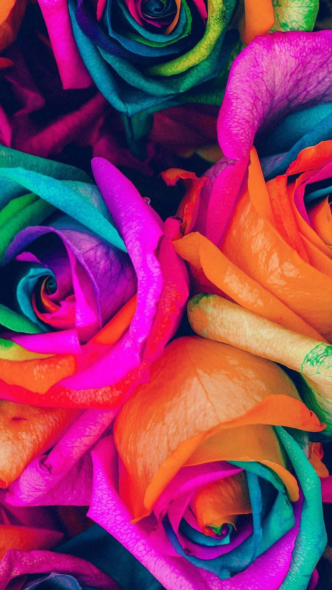 花 桌布 壁紙 — 充滿活力的彩虹玫瑰，近距離拍攝，花瓣飽和，展現鮮豔的漸變和複雜的紋理。