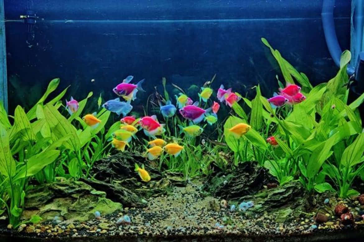 Best Fish 桌布 壁紙 — 充滿活力的彩虹魚在光線充足的水族箱中，在茂密的綠色植物間優雅地游動，水族箱內有礫石和沉木。