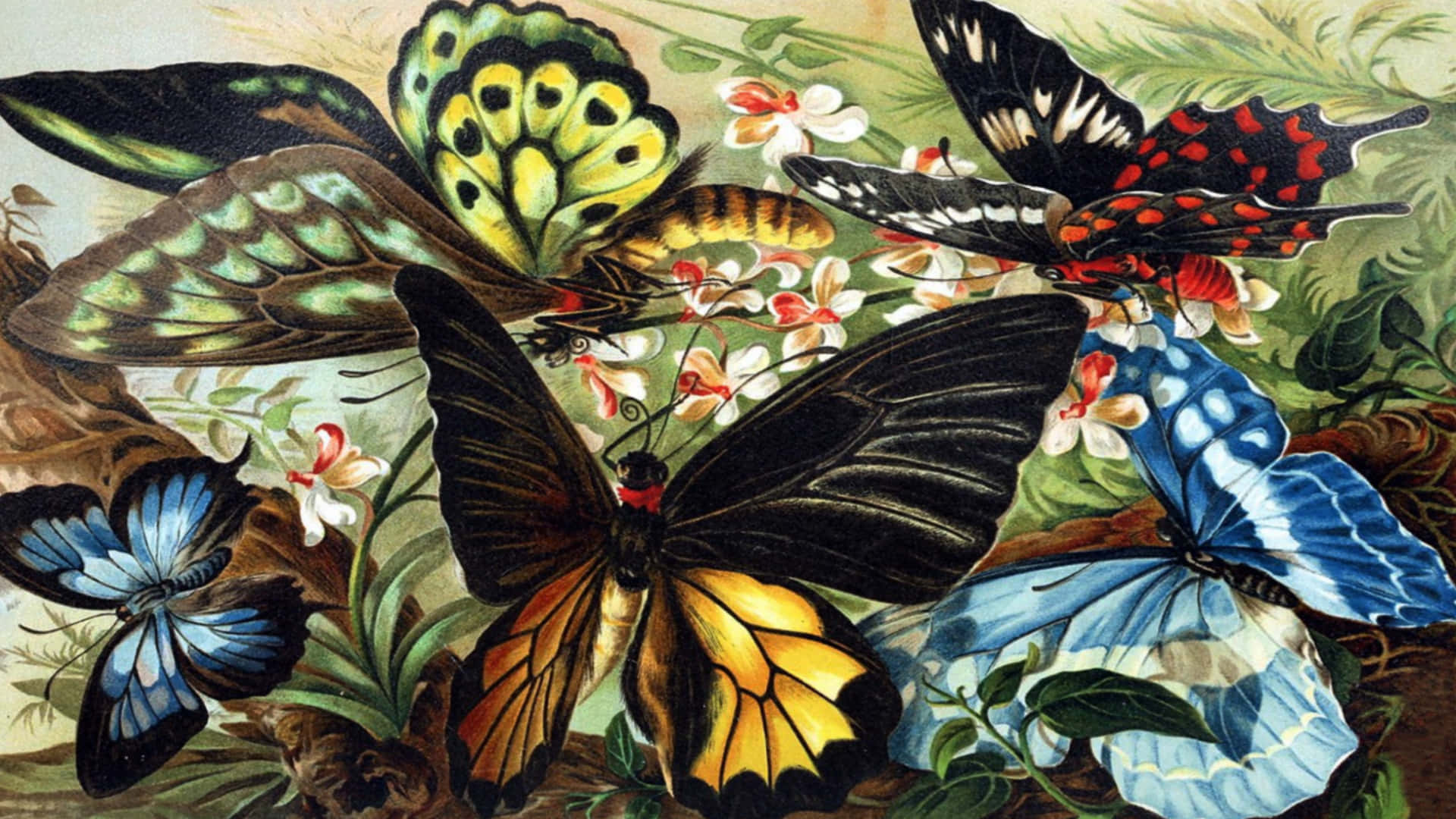 Butterfly Art 桌布 壁紙 — 充滿活力的復古插圖，描繪了多種蝴蝶，翅膀圖案精緻複雜，棲息在細膩的花朵和樹葉之間。