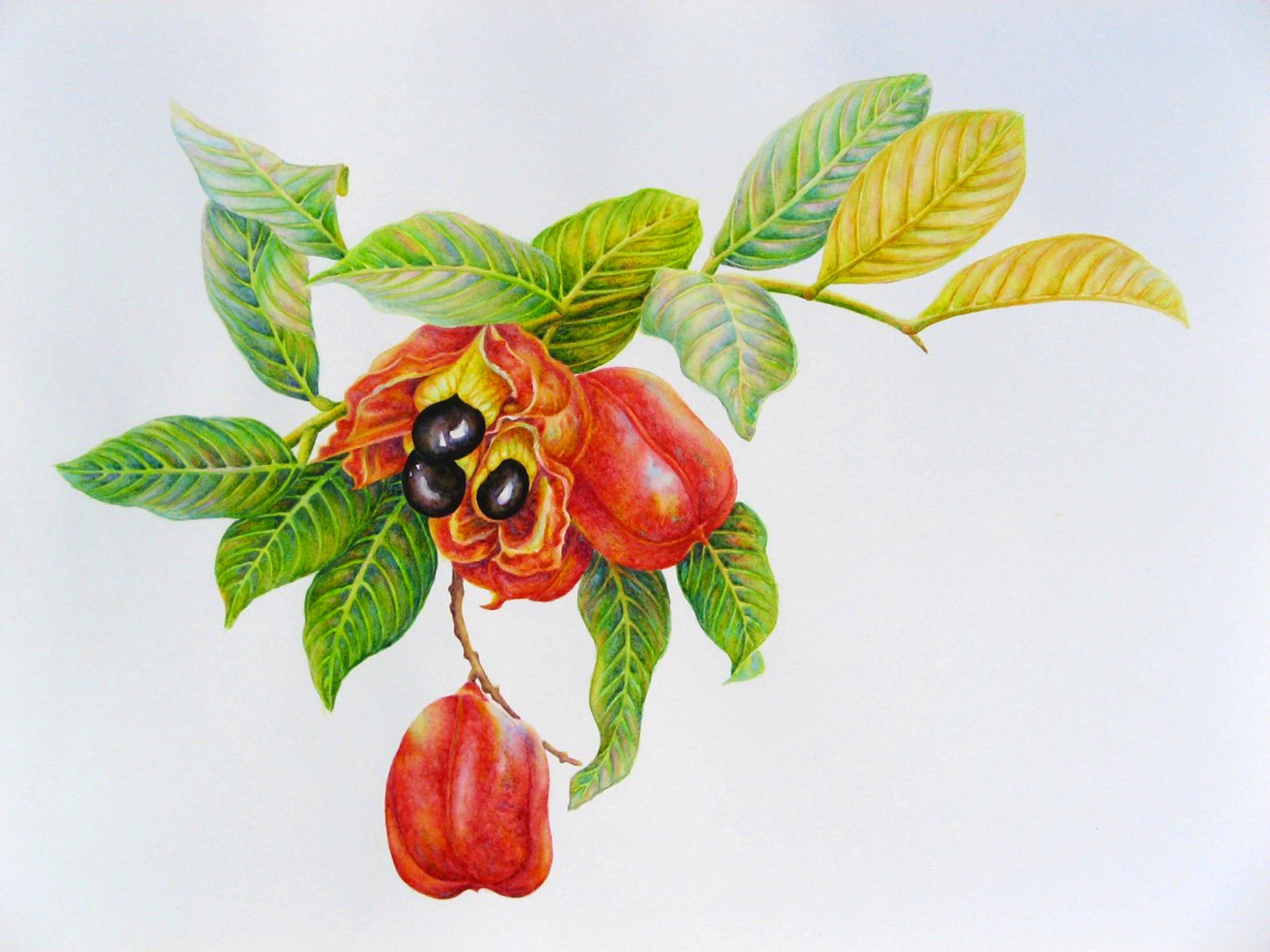 Delicious Food 桌布 壁紙 — 充滿活力的插圖，描繪了一根樹枝，上面有成熟的紅色阿奇果和光亮的黑色種子，周圍環繞著茂密的綠葉。