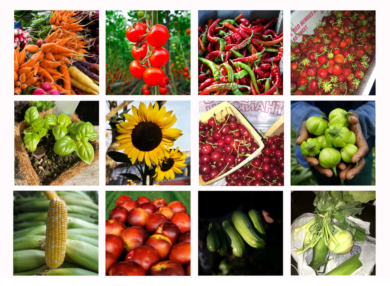Farmers Market 桌布 壁紙 — 充滿活力的新鮮農產品拼貼，包括紅蘿蔔、番茄、甜椒、草莓、羅勒、向日葵、櫻桃、黏果酸漿、玉米、桃子、櫛瓜和甜菜根。
