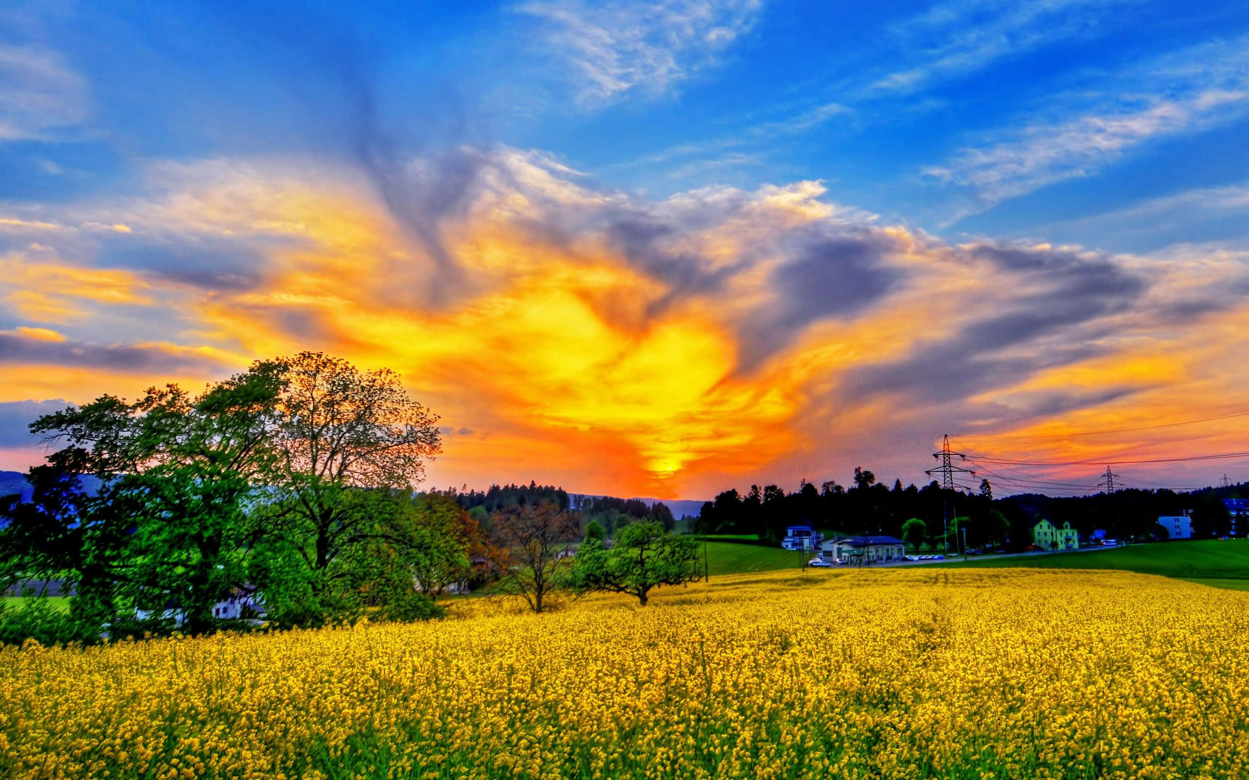 Spring Sky 桌布 壁紙 — 充滿活力的日落將天空染成火熱的橙色和藍色，下方是金色的花田，點綴著樹木和遠處的房屋。